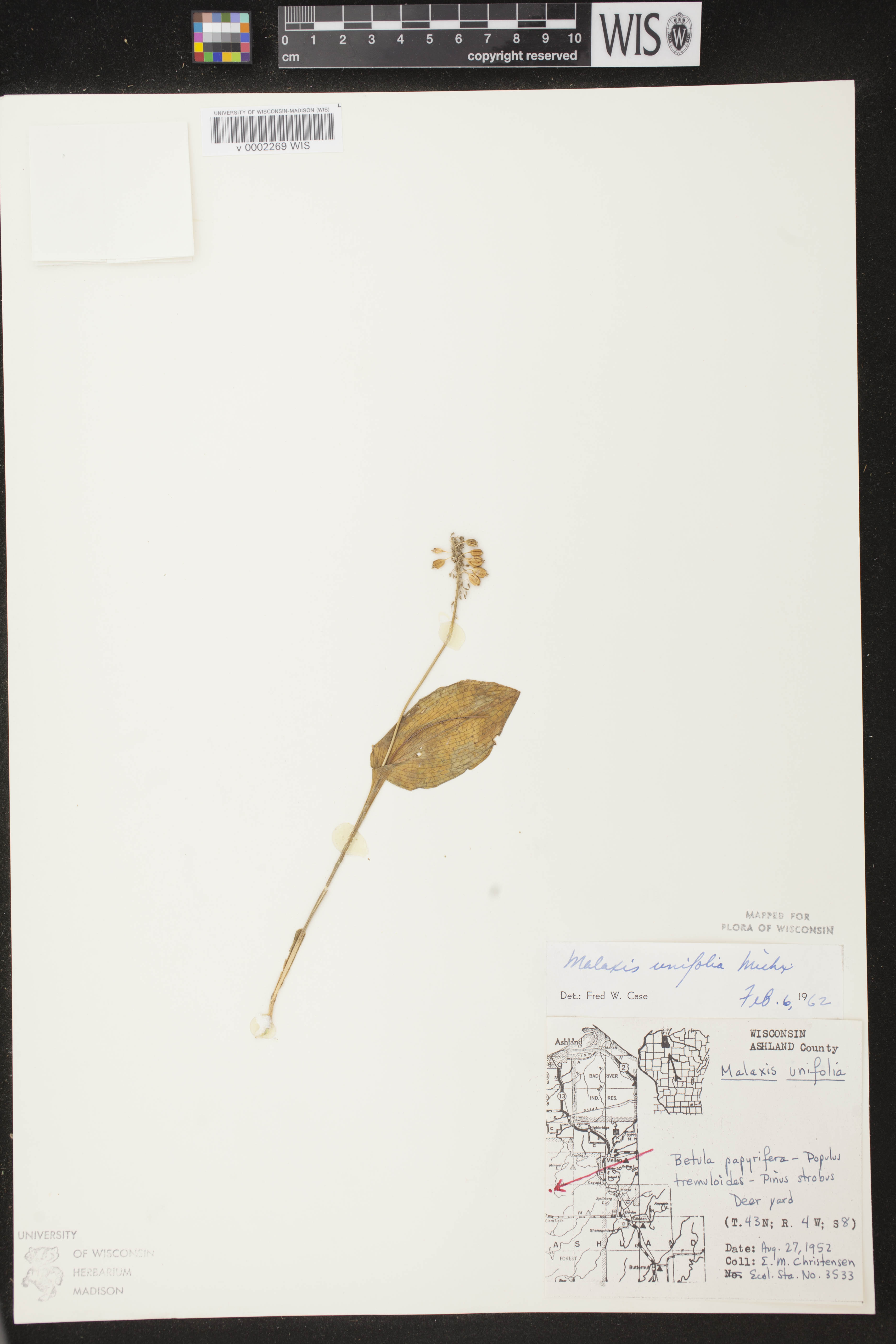 Malaxis unifolia image