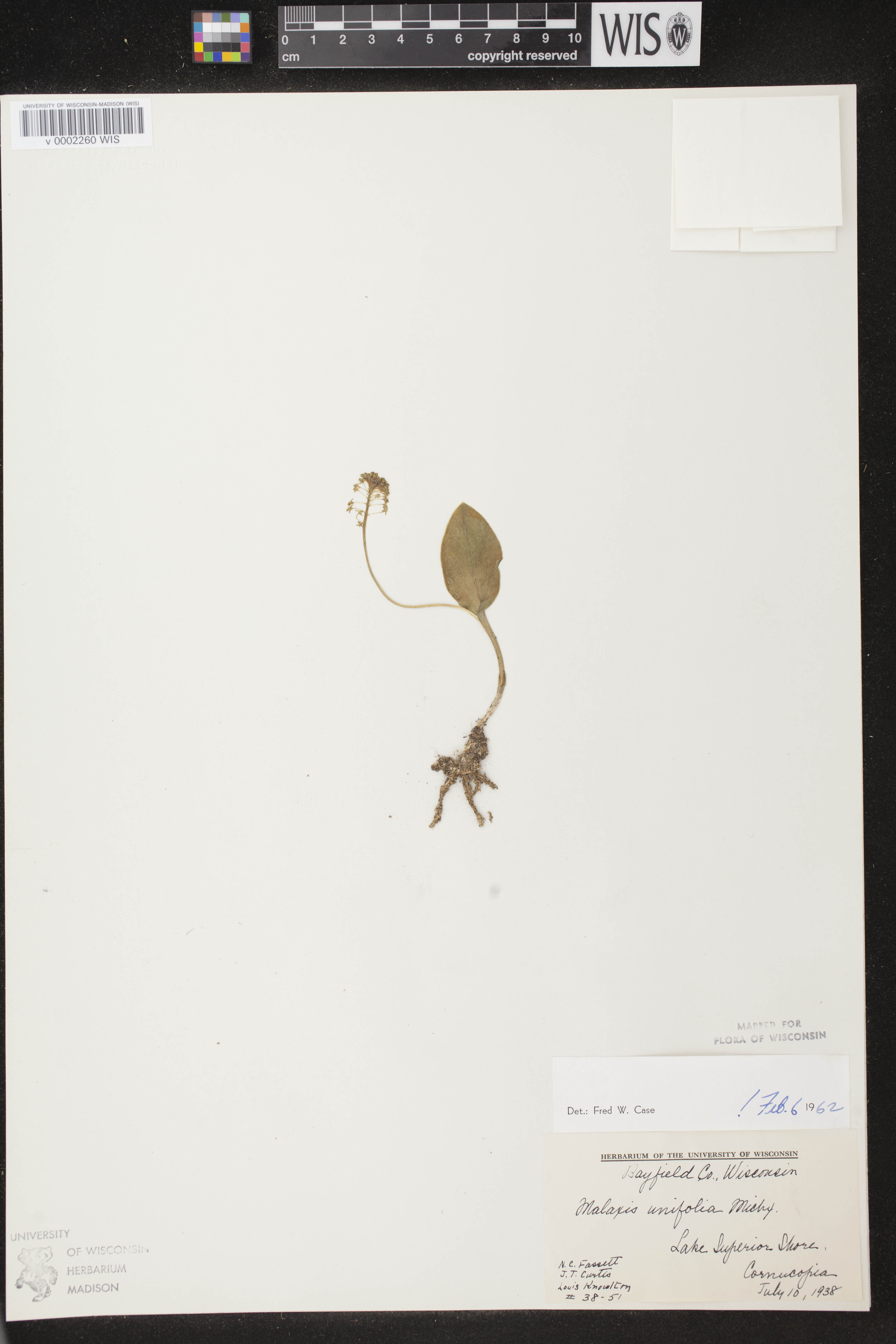 Malaxis unifolia image