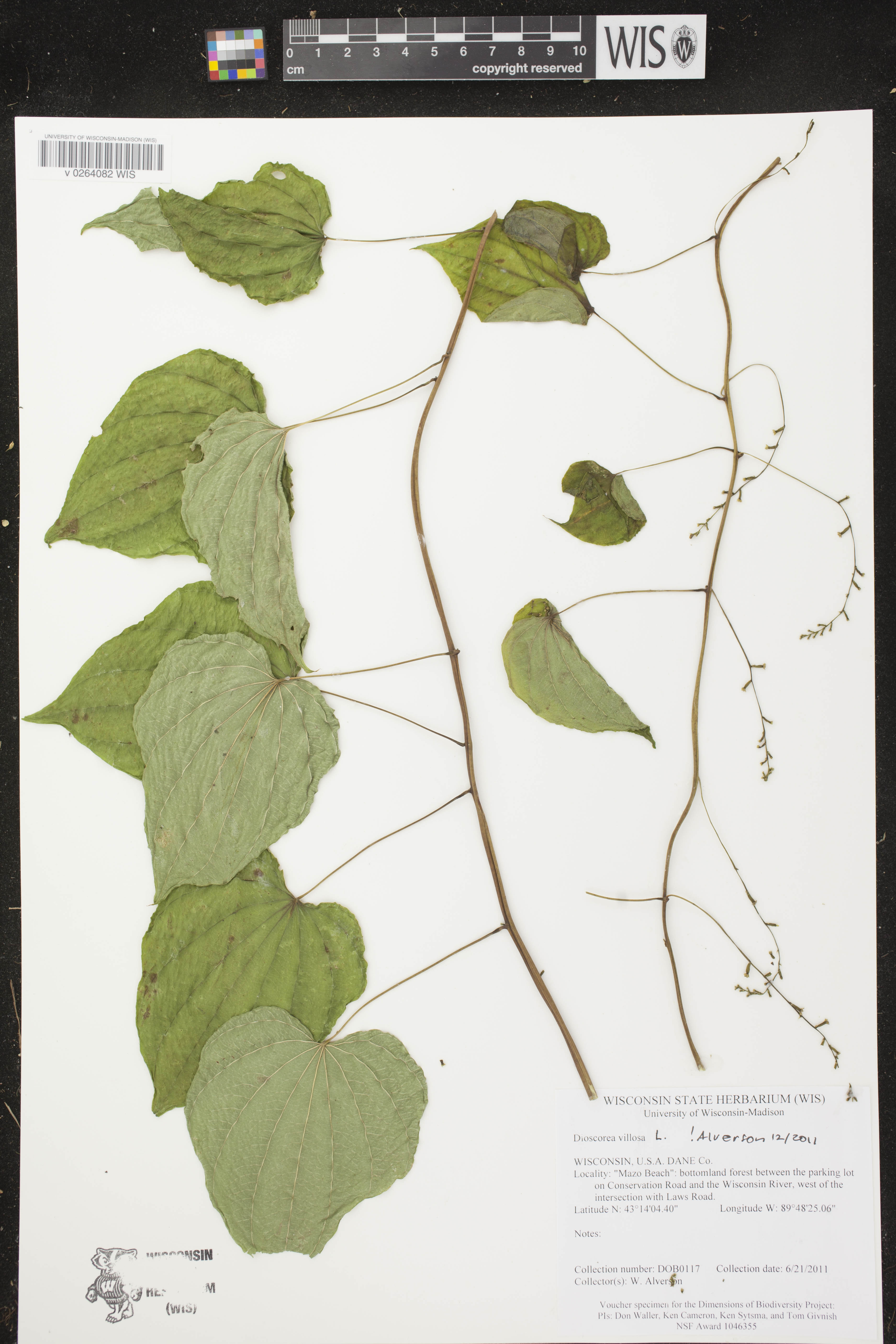 Dioscorea villosa image