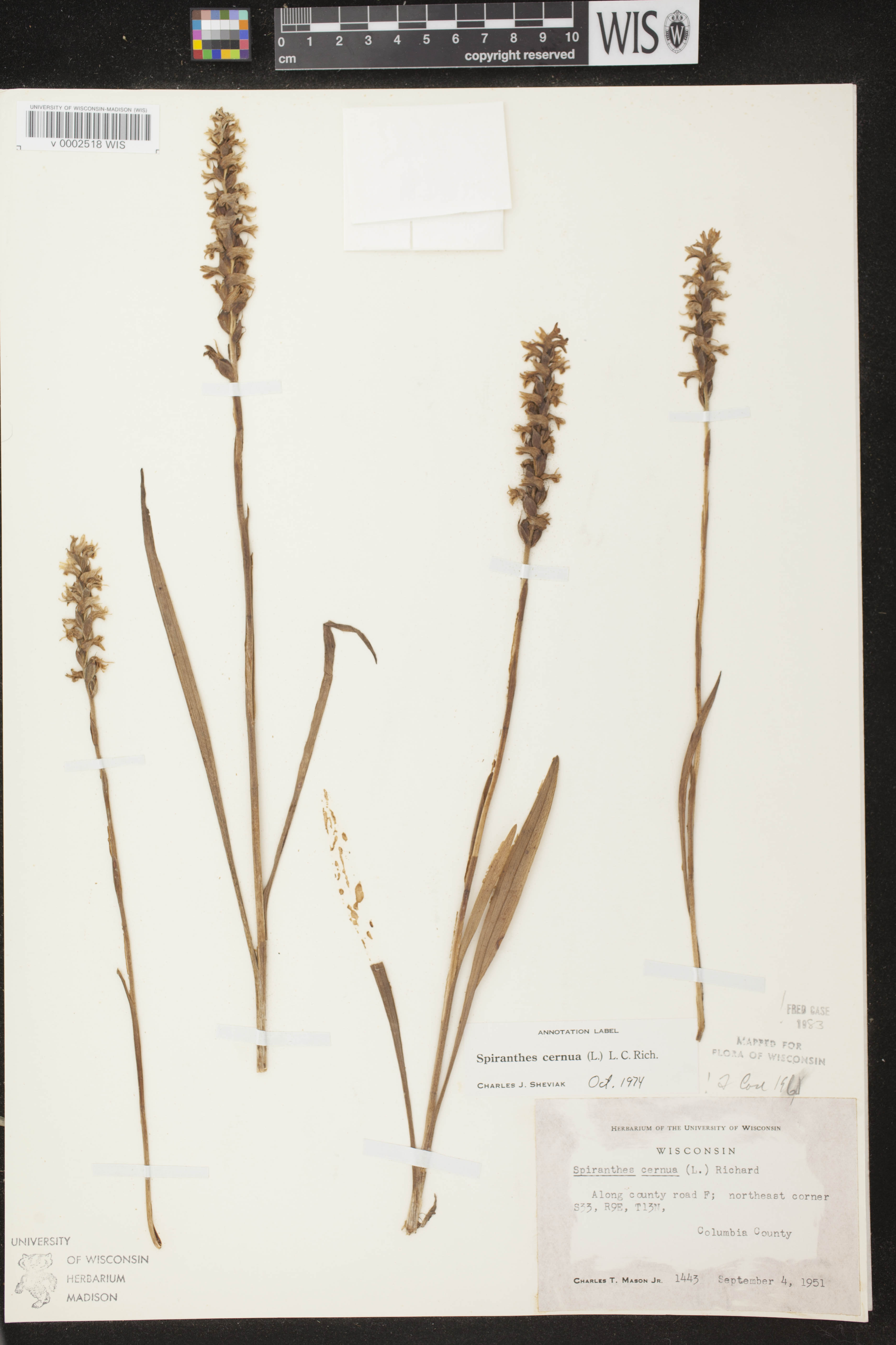 Spiranthes cernua image