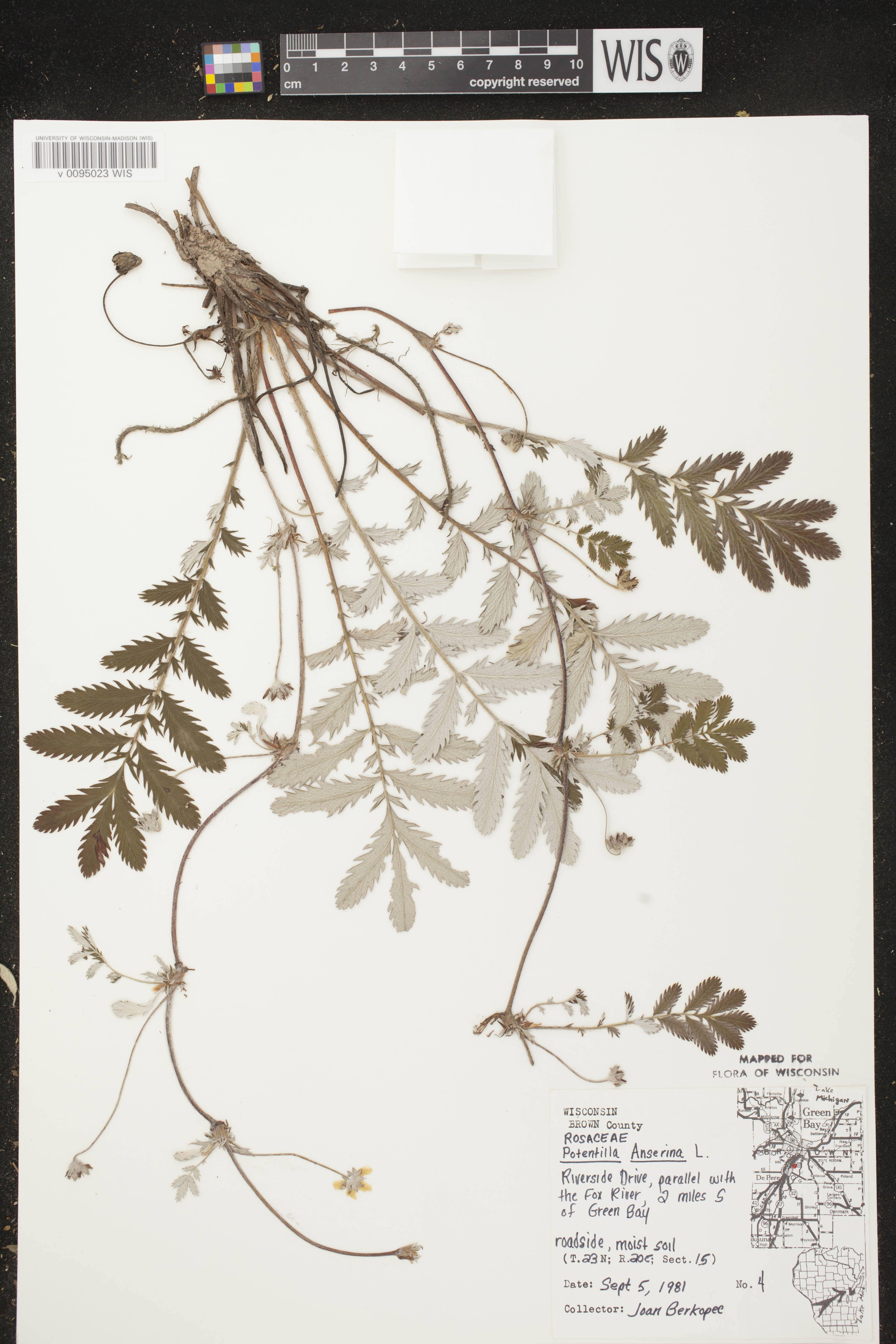 Potentilla anserina subsp. anserina image