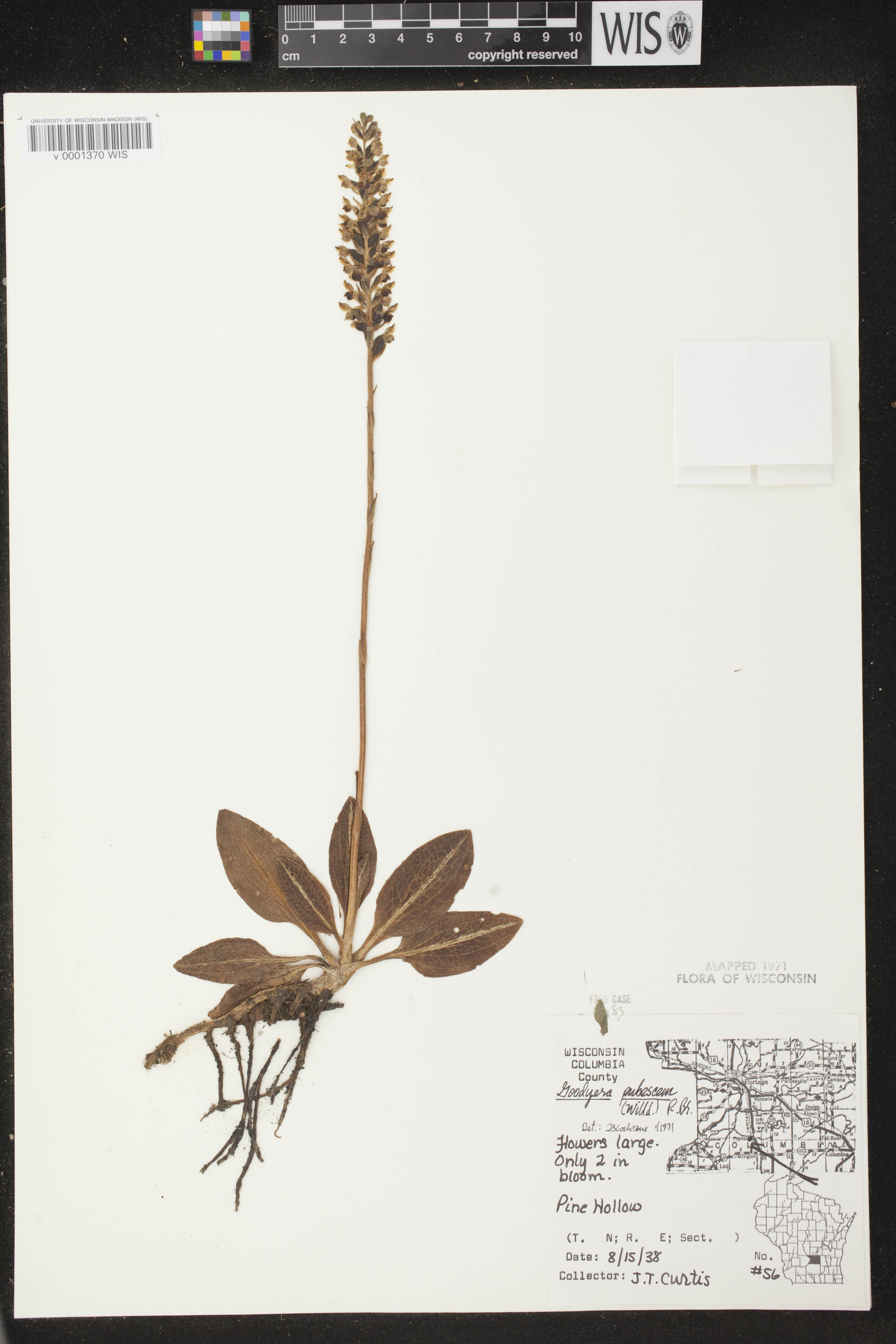 Goodyera pubescens image