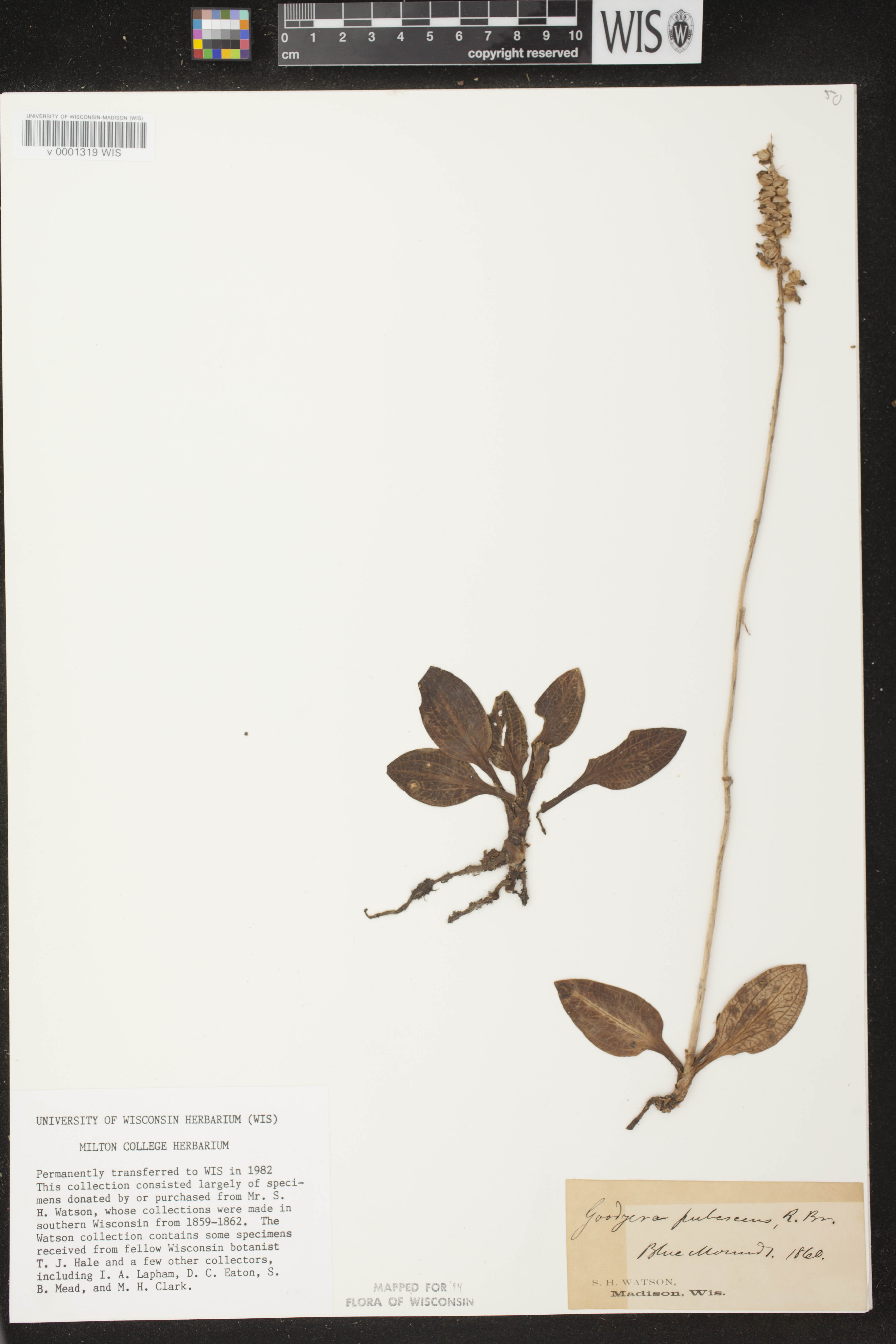 Goodyera pubescens image