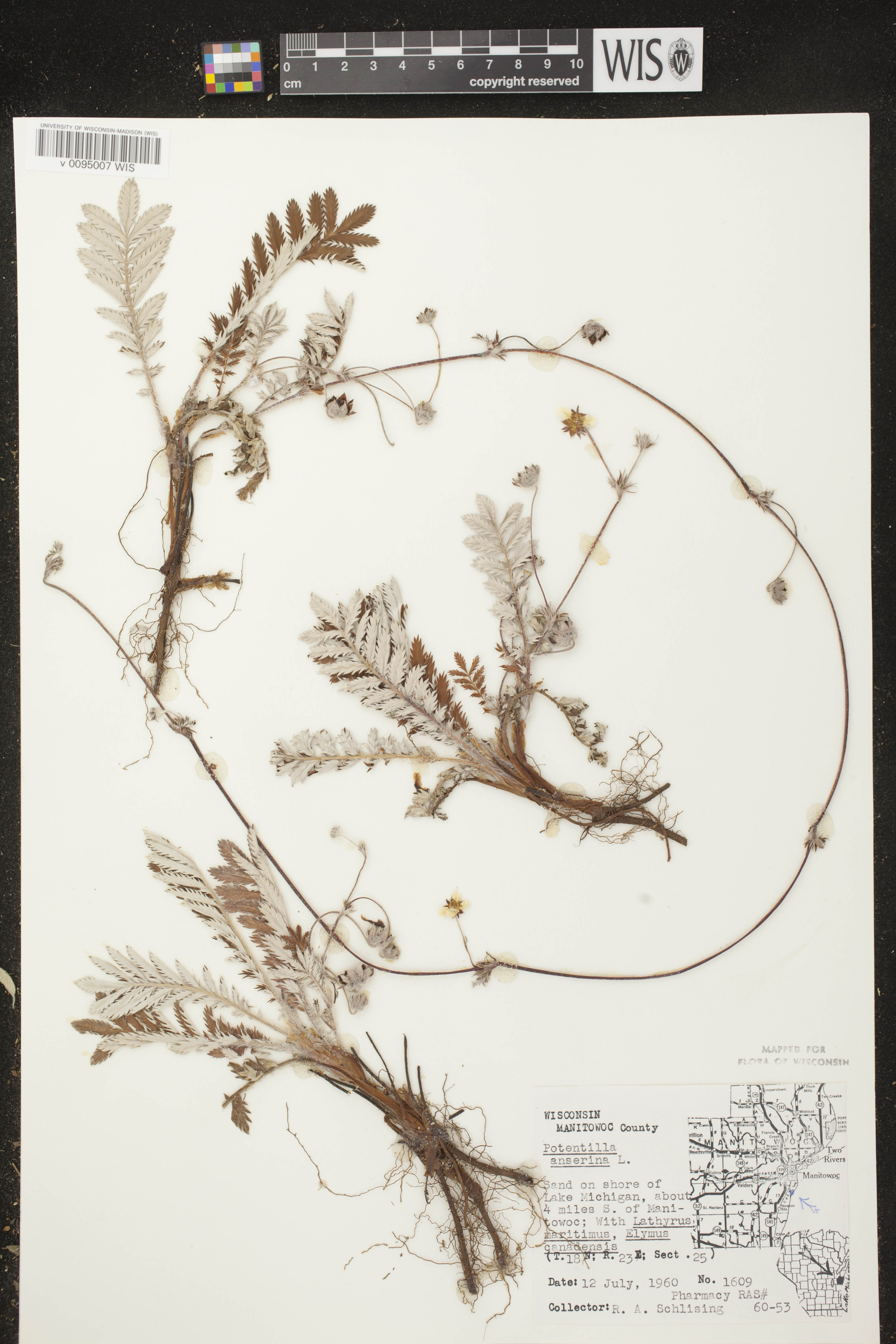 Potentilla anserina subsp. anserina image