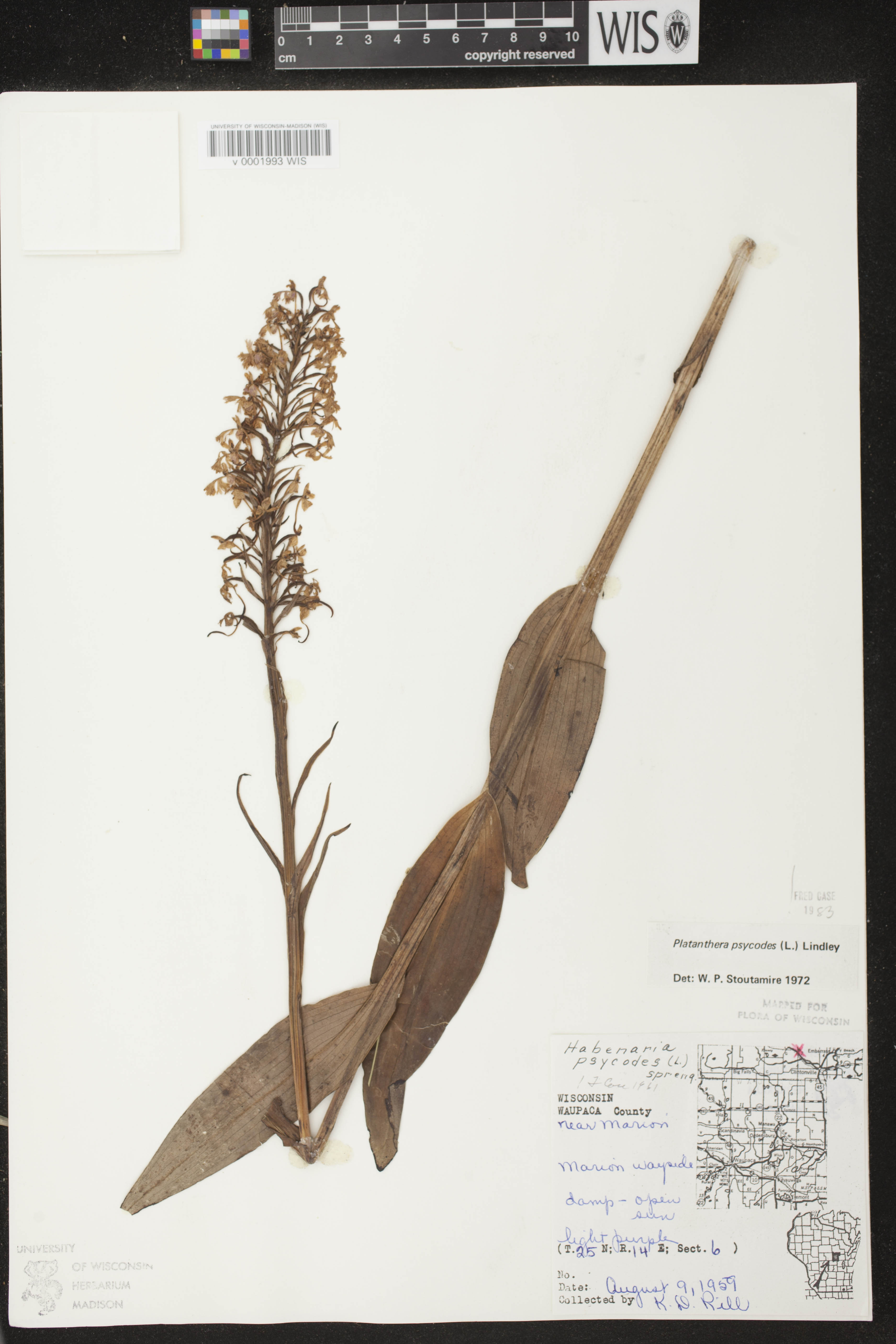 Platanthera psycodes image