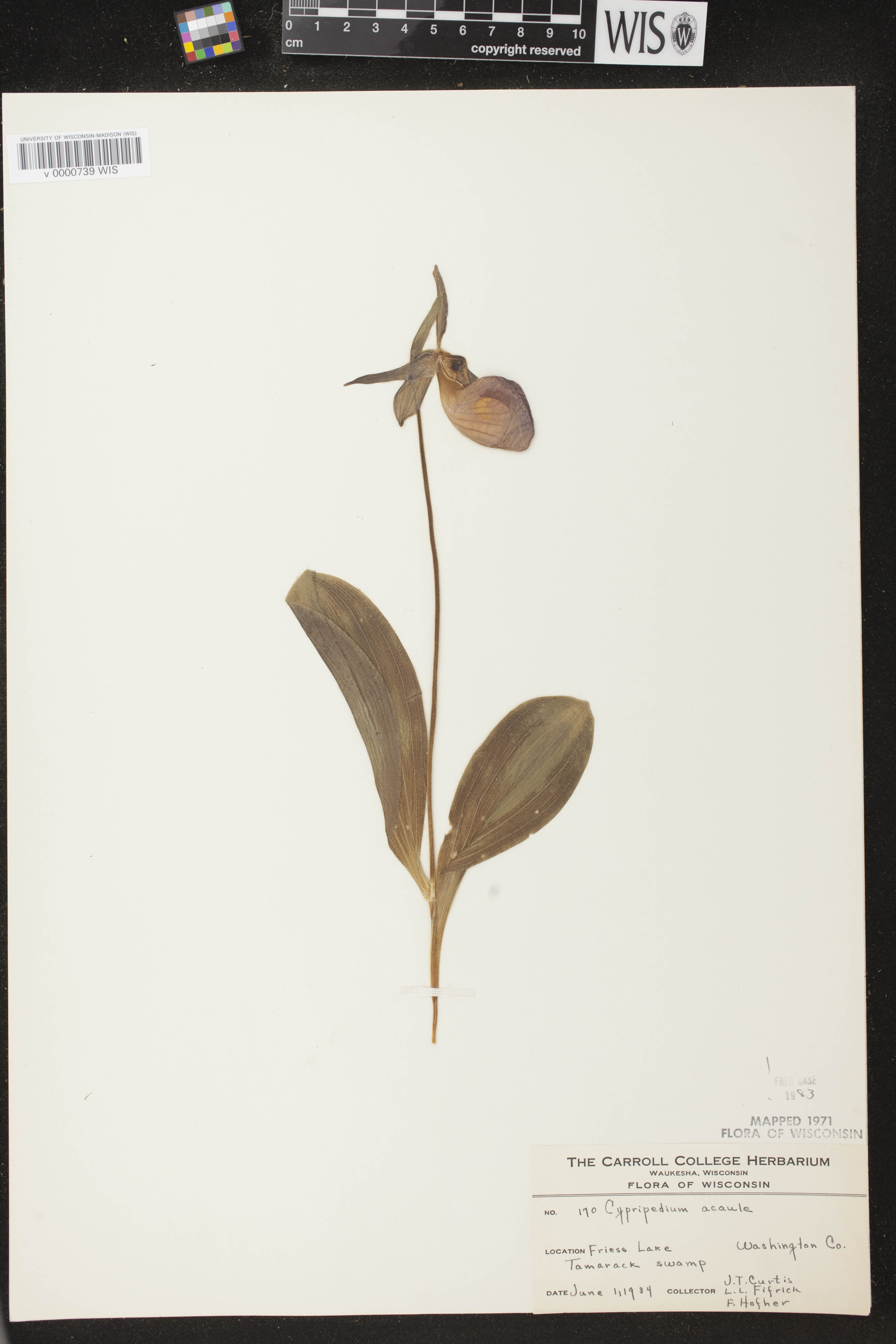 Cypripedium acaule image