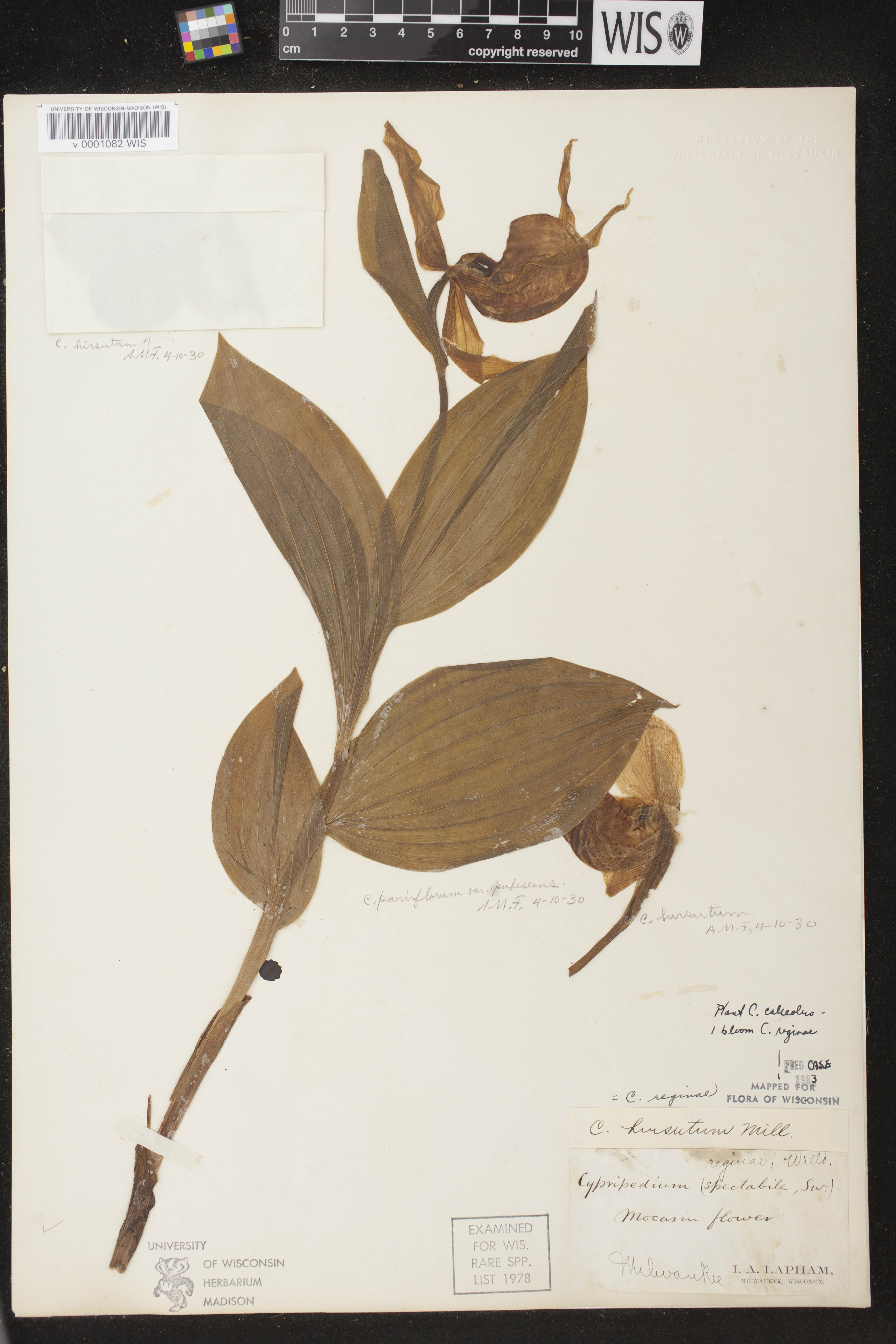 Cypripedium reginae image