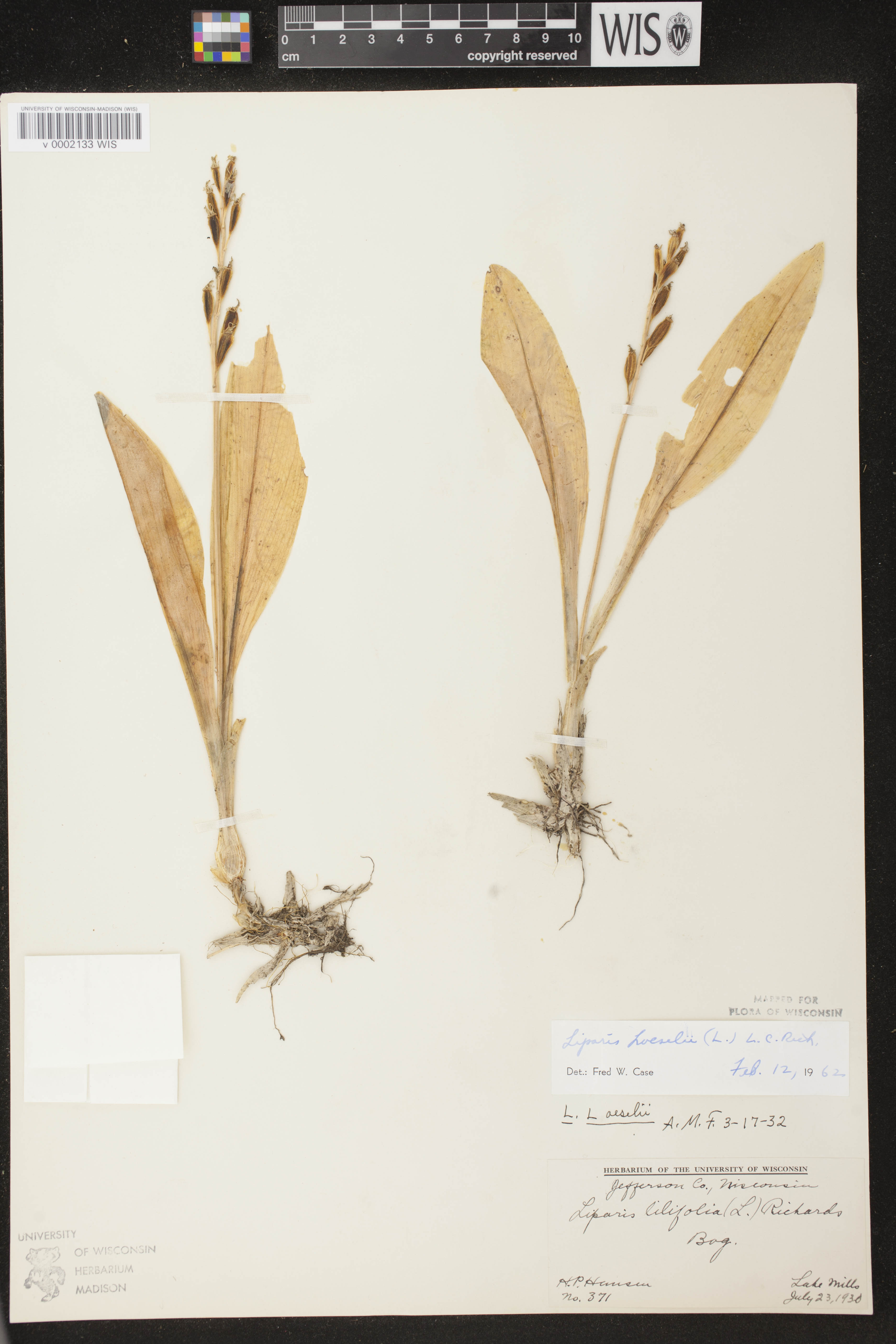 Liparis loeselii image
