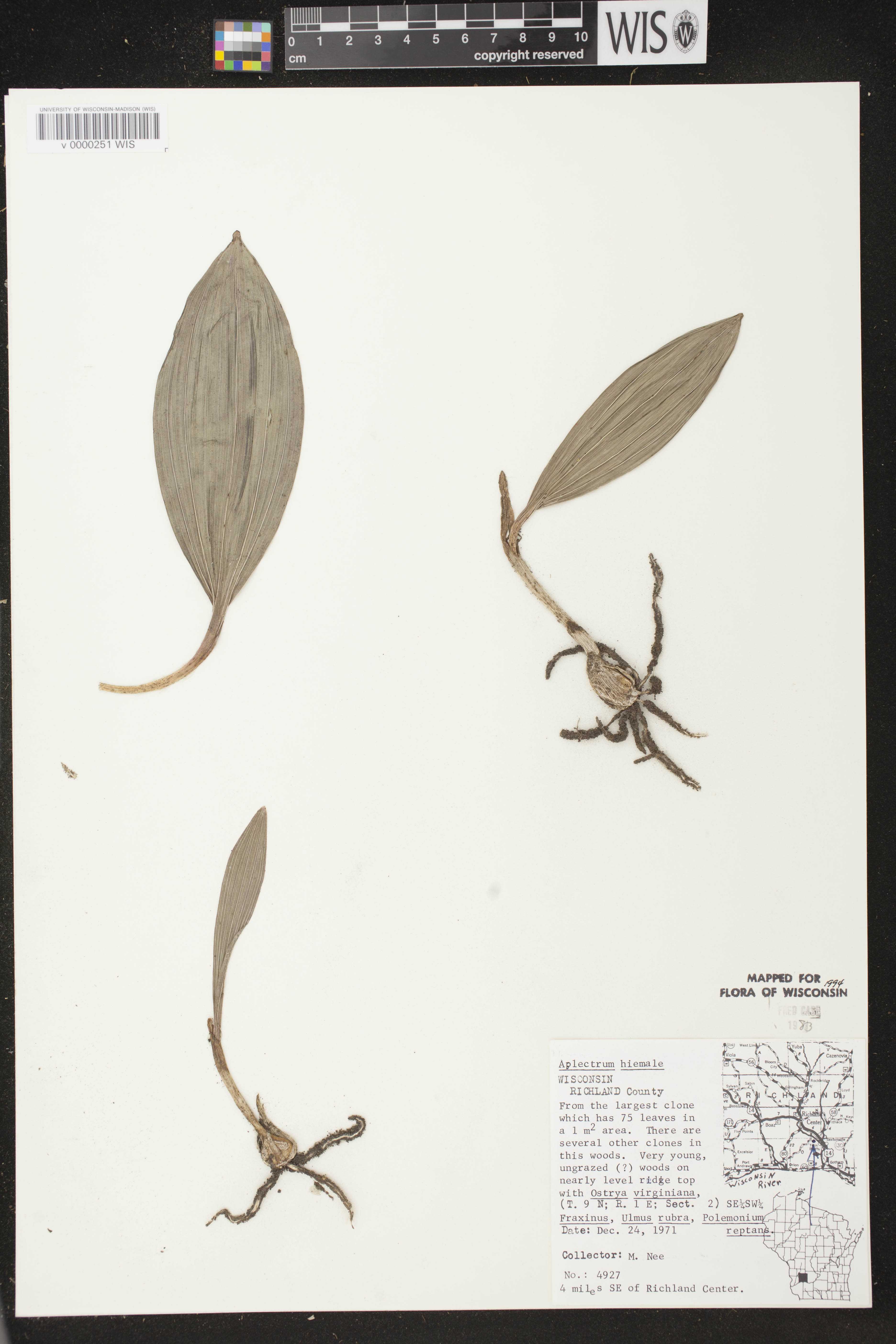 Aplectrum hyemale image