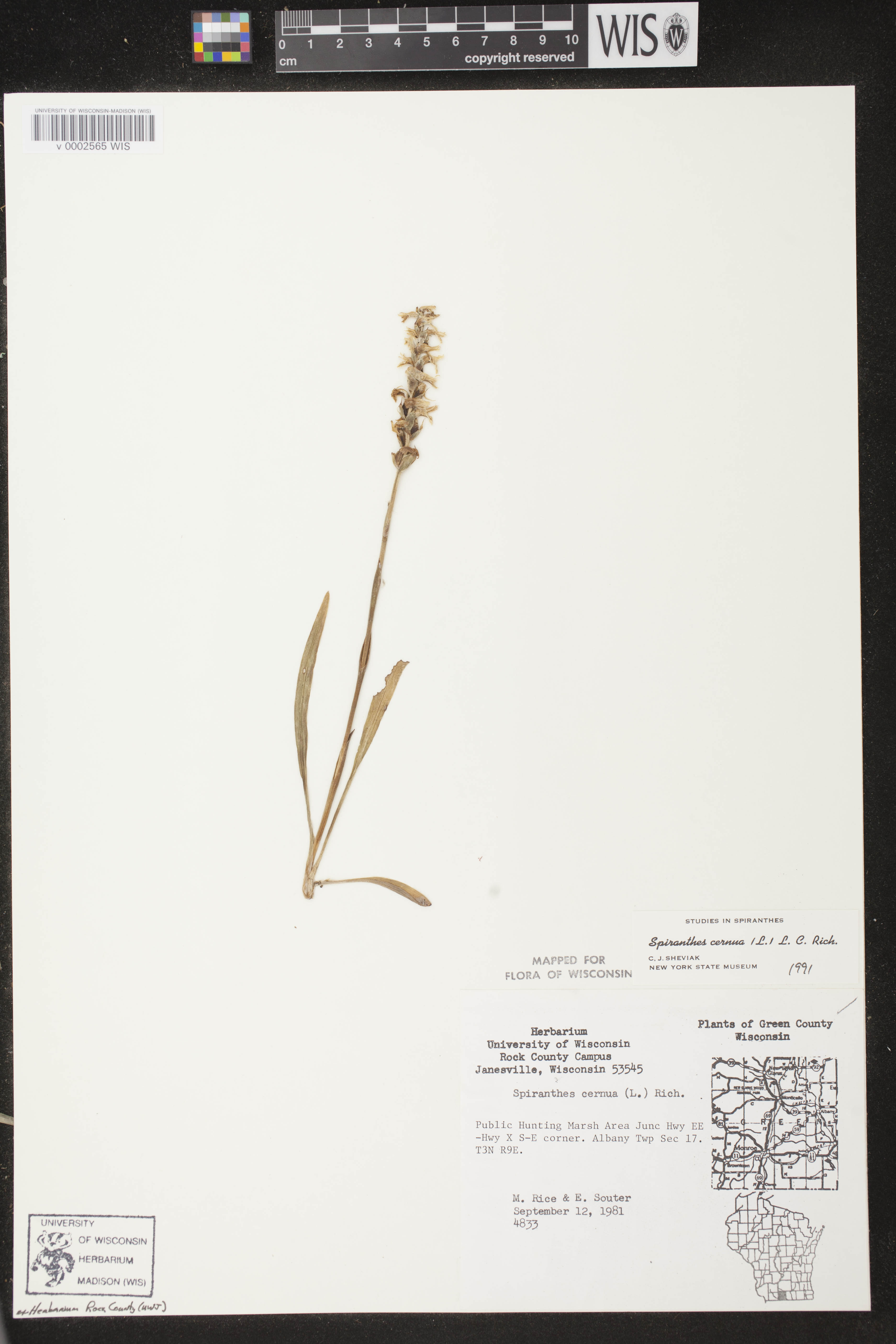 Spiranthes cernua image