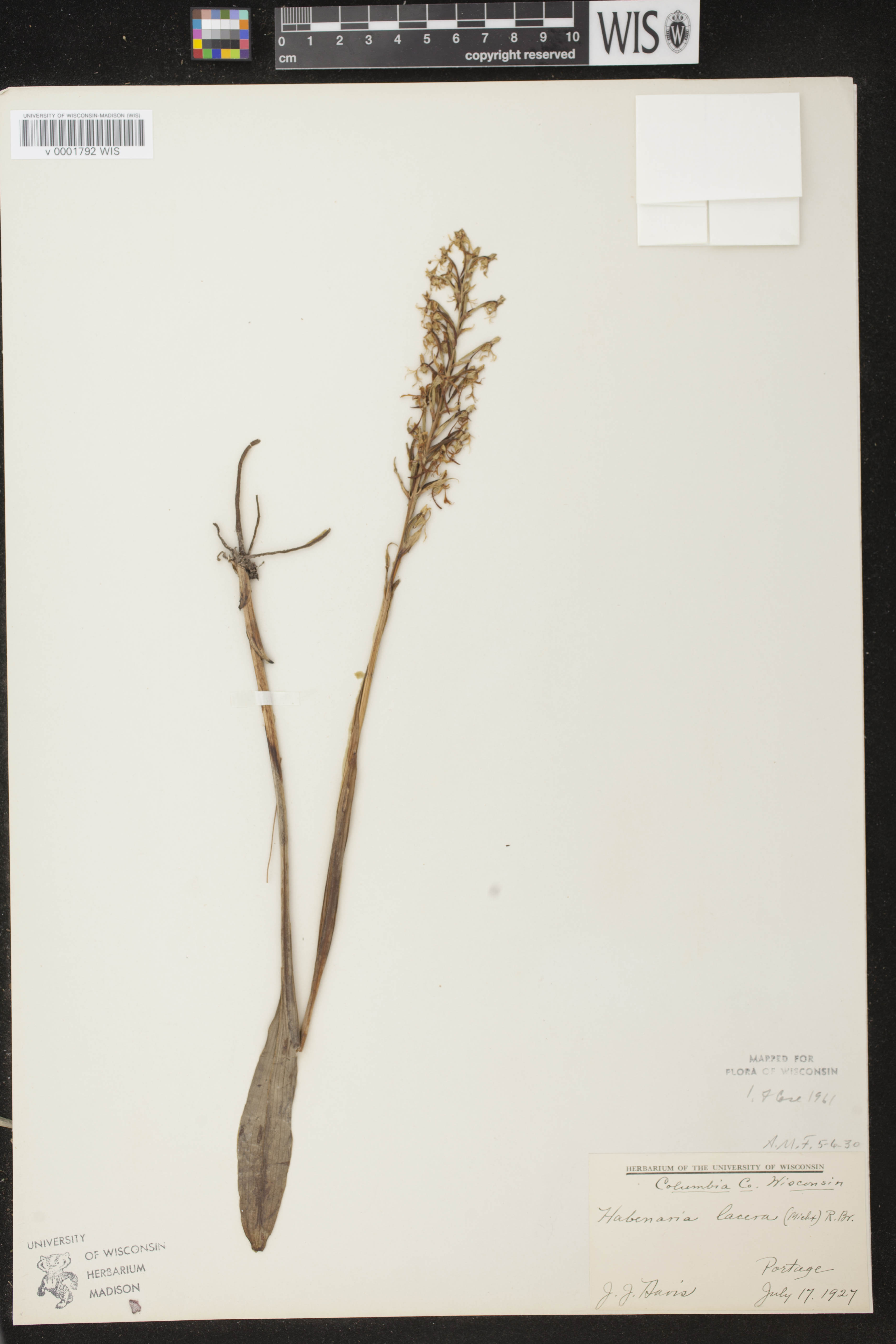 Platanthera lacera image