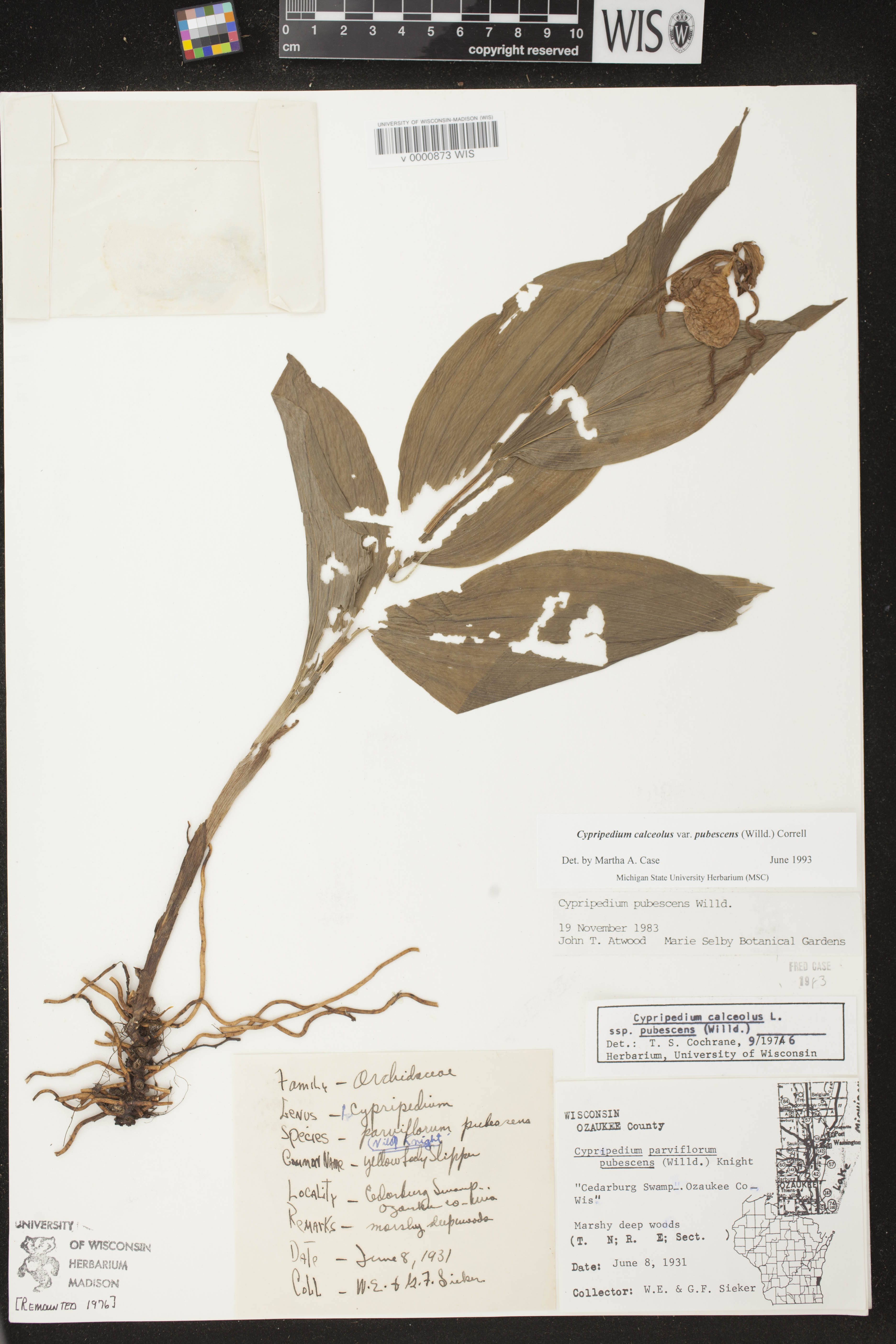 Cypripedium parviflorum var. pubescens image