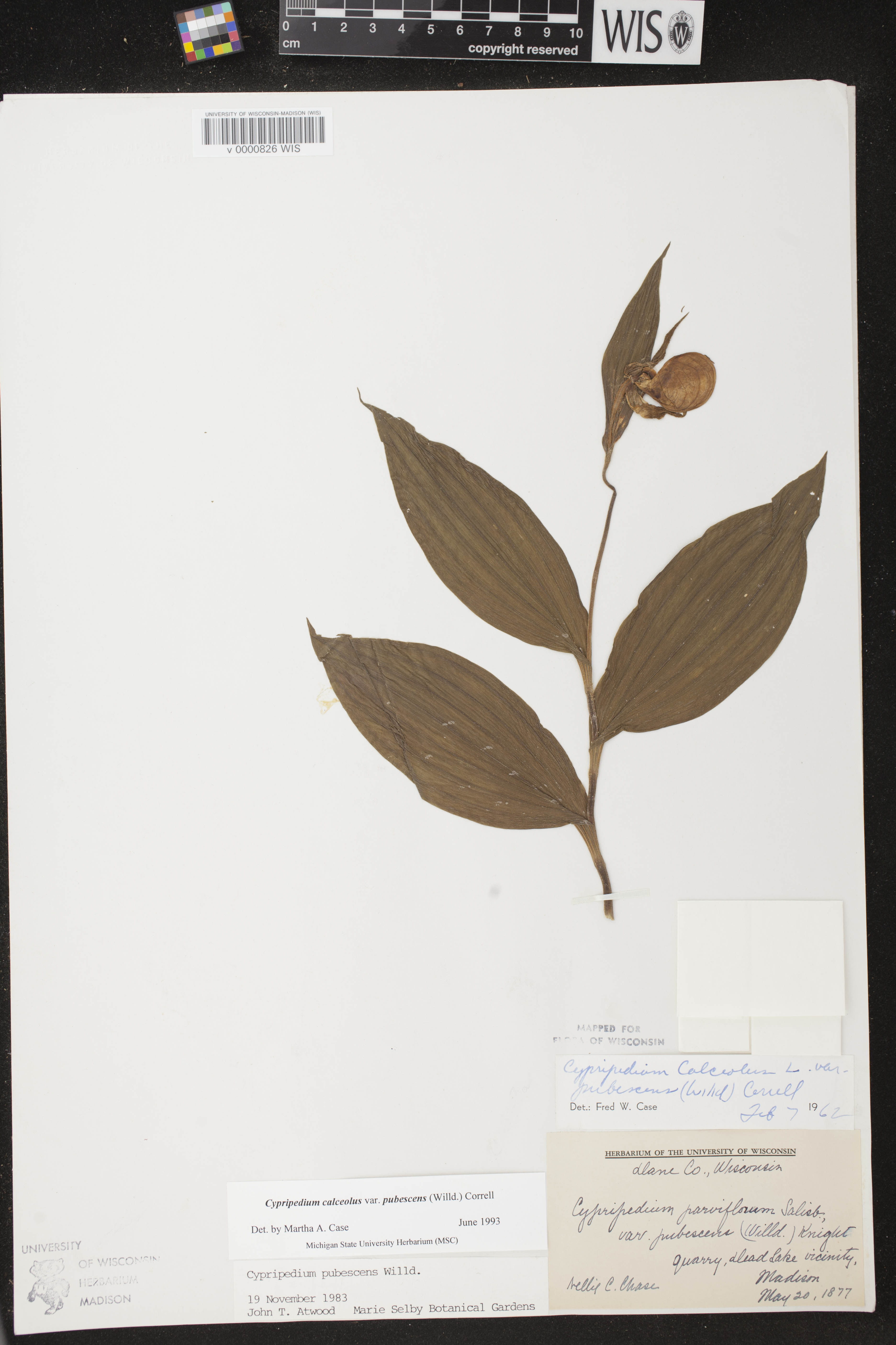Cypripedium parviflorum var. pubescens image