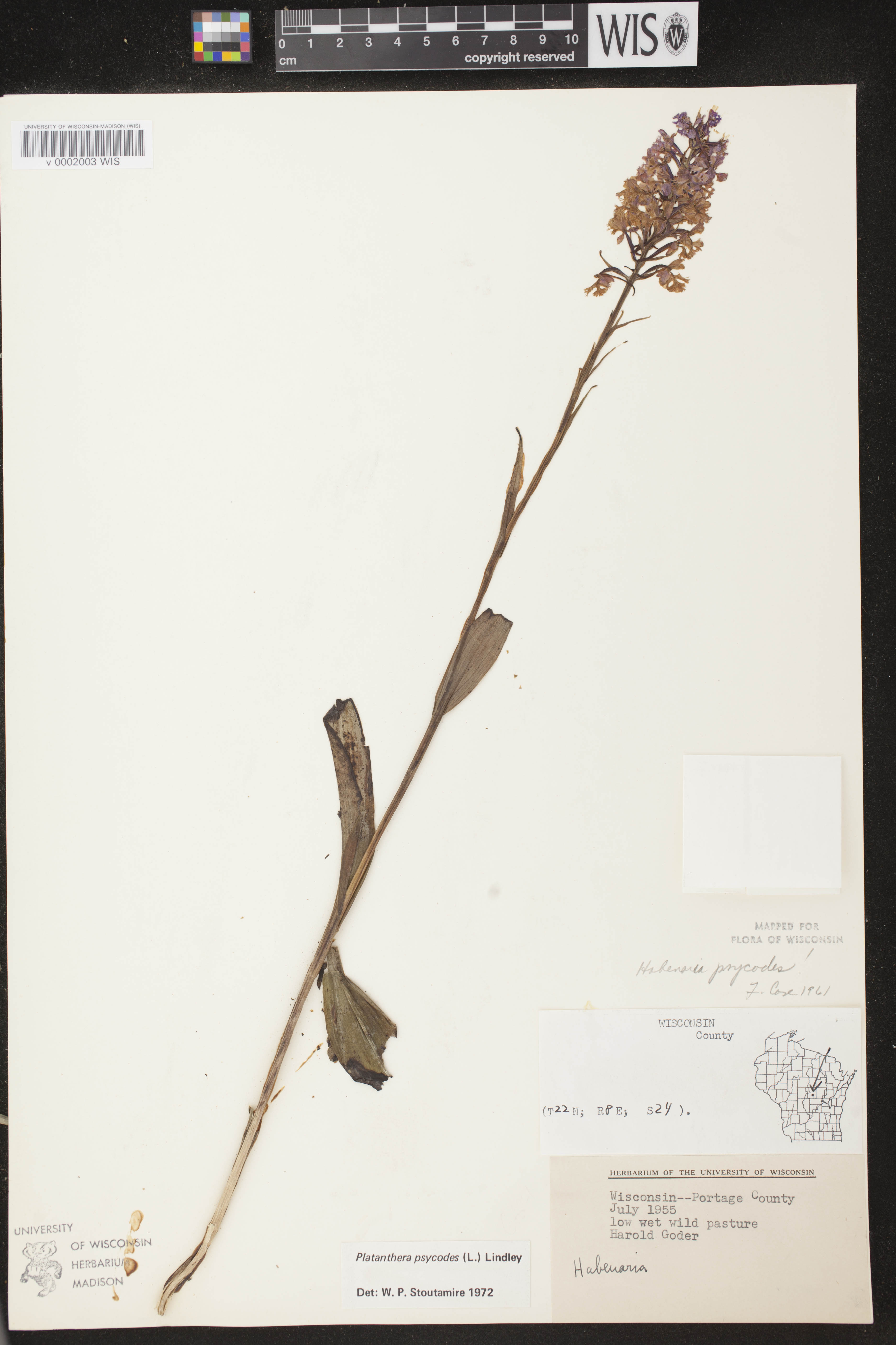 Platanthera psycodes image