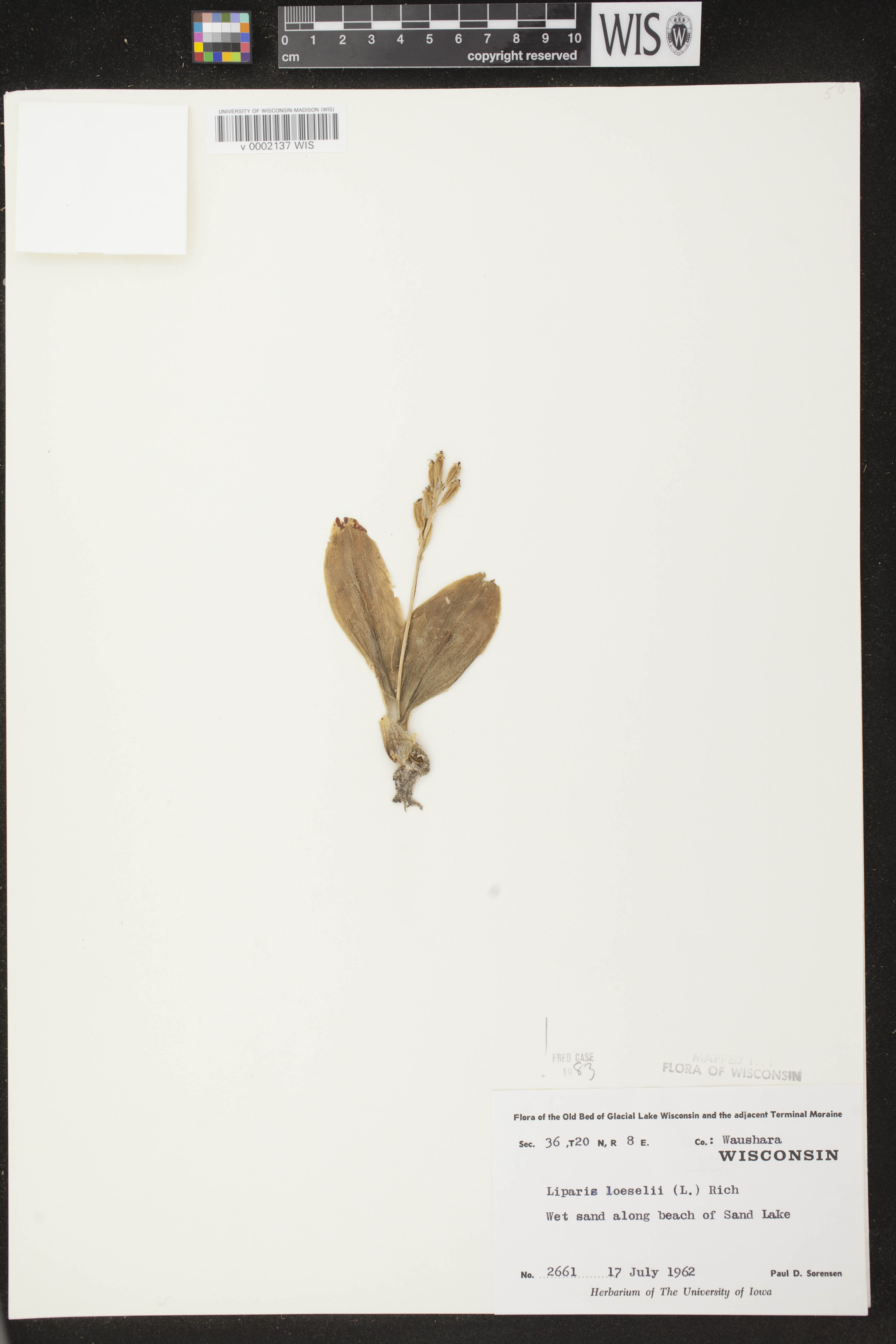 Liparis loeselii image