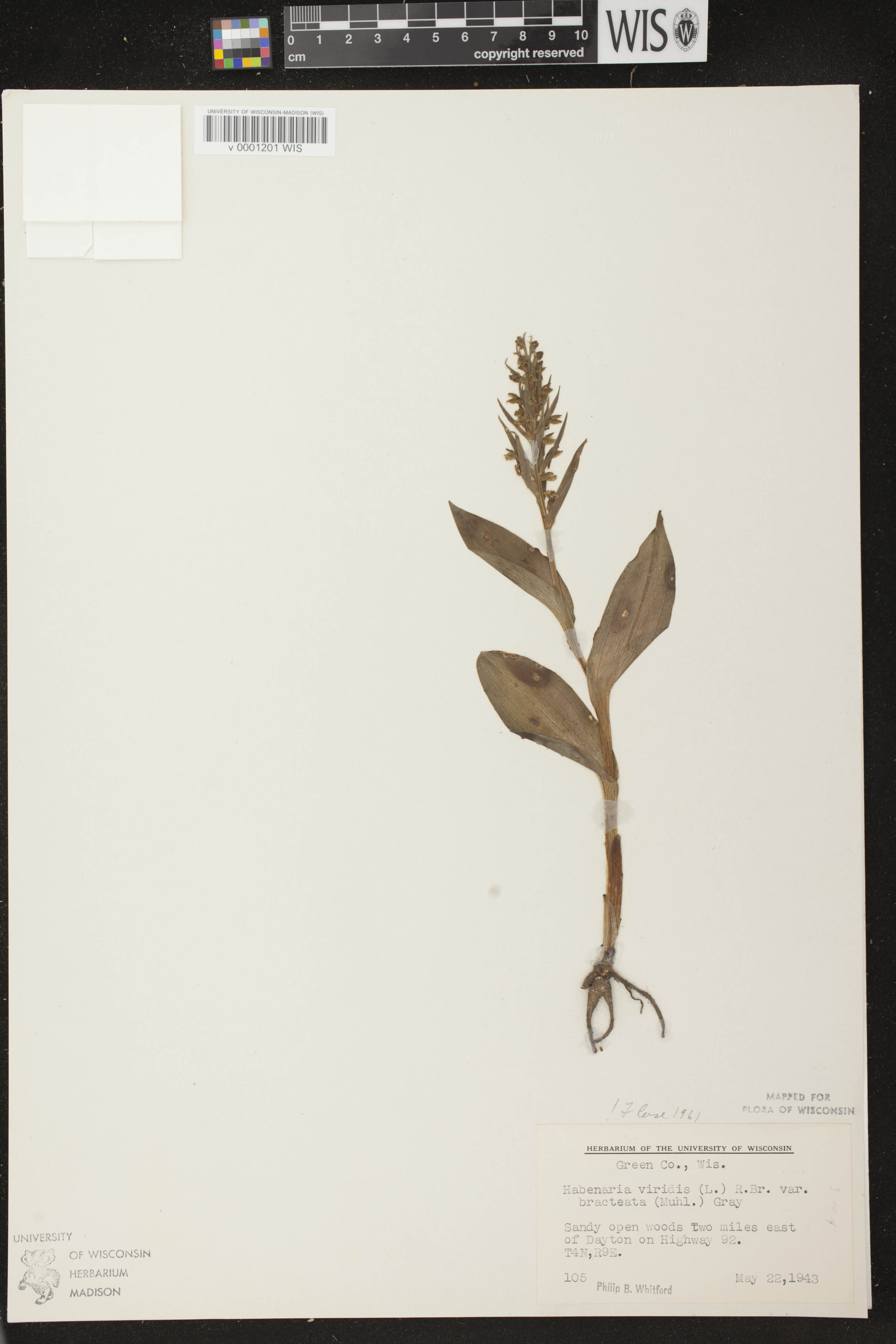 Coeloglossum viride var. virescens image