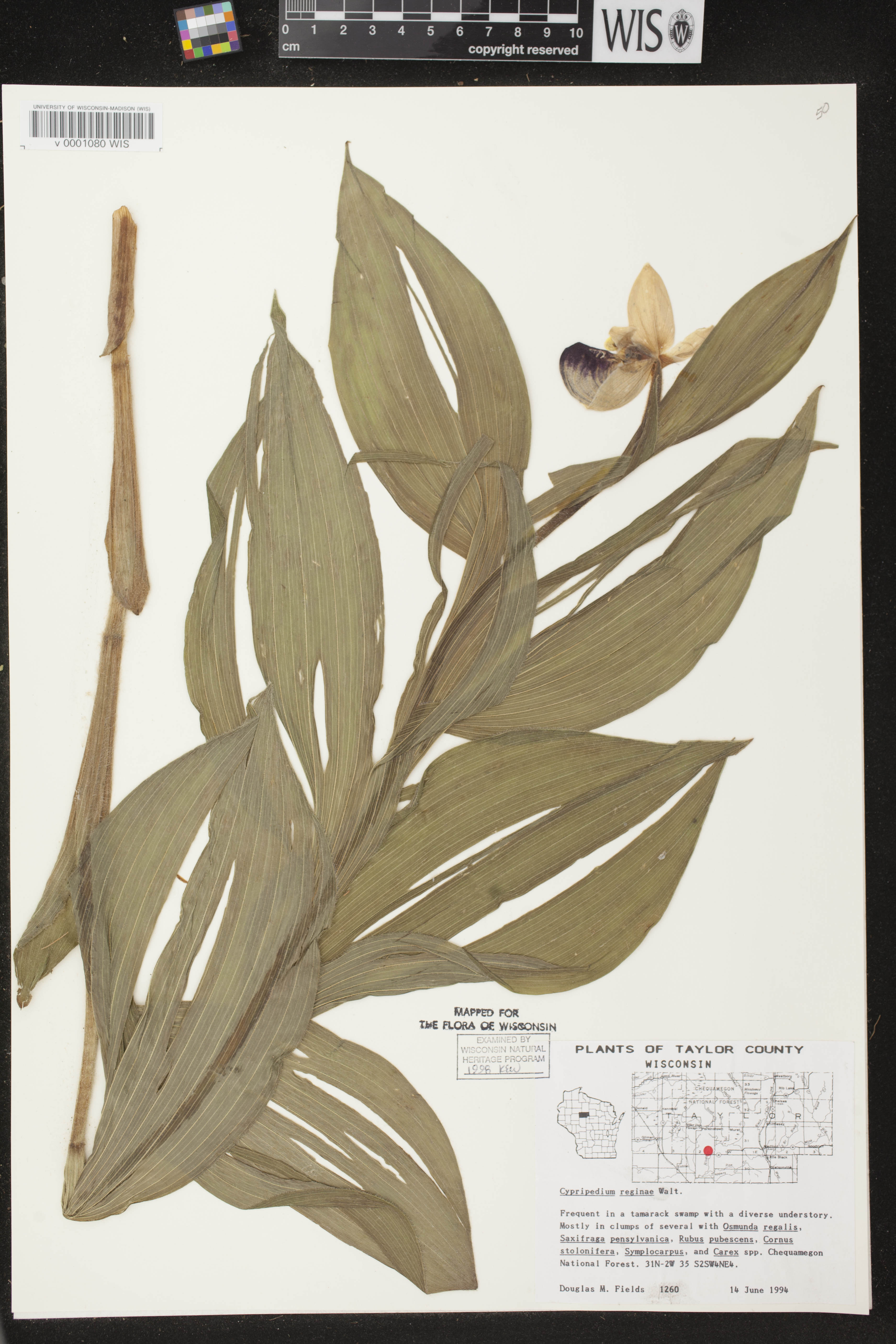 Cypripedium reginae image