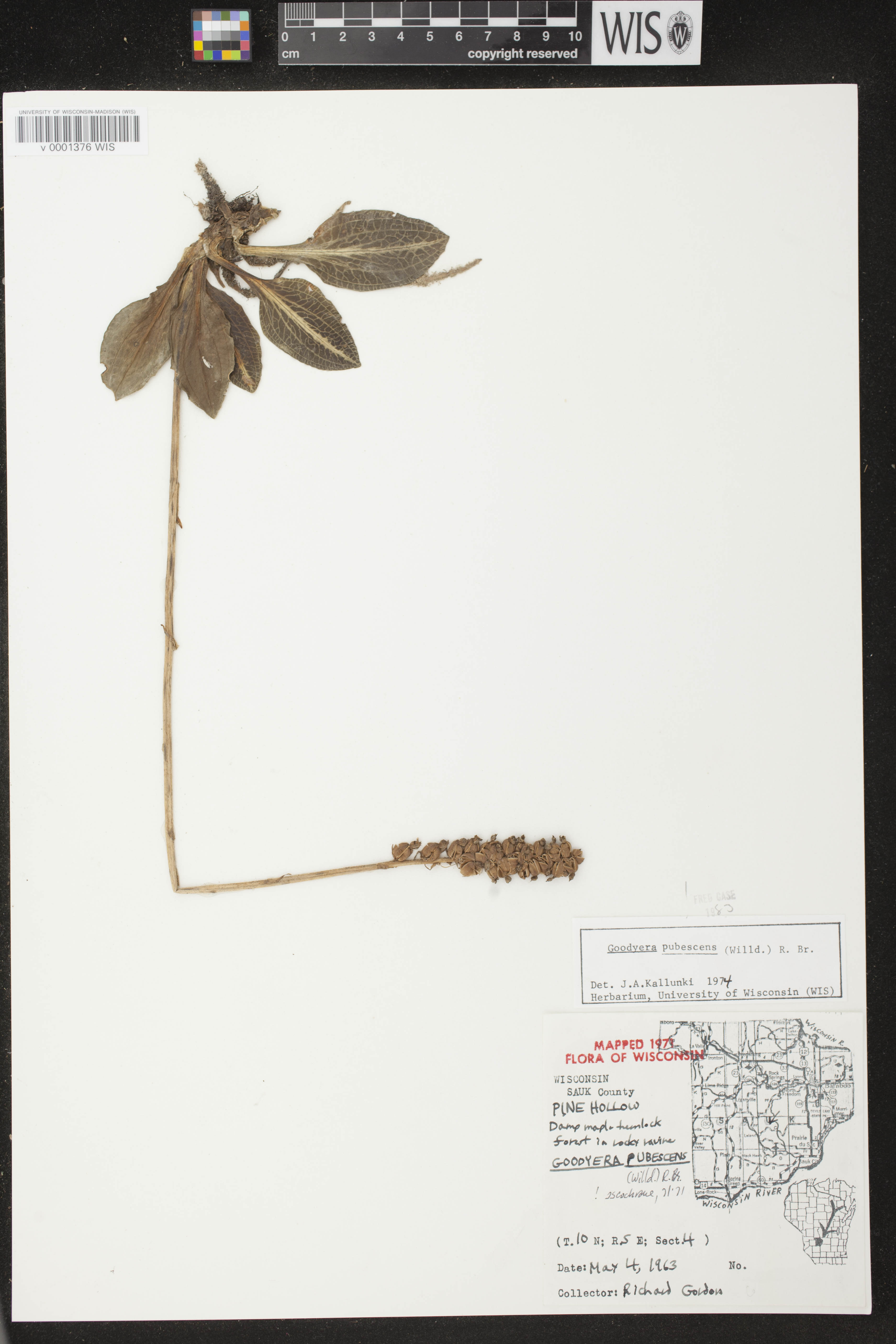 Goodyera pubescens image