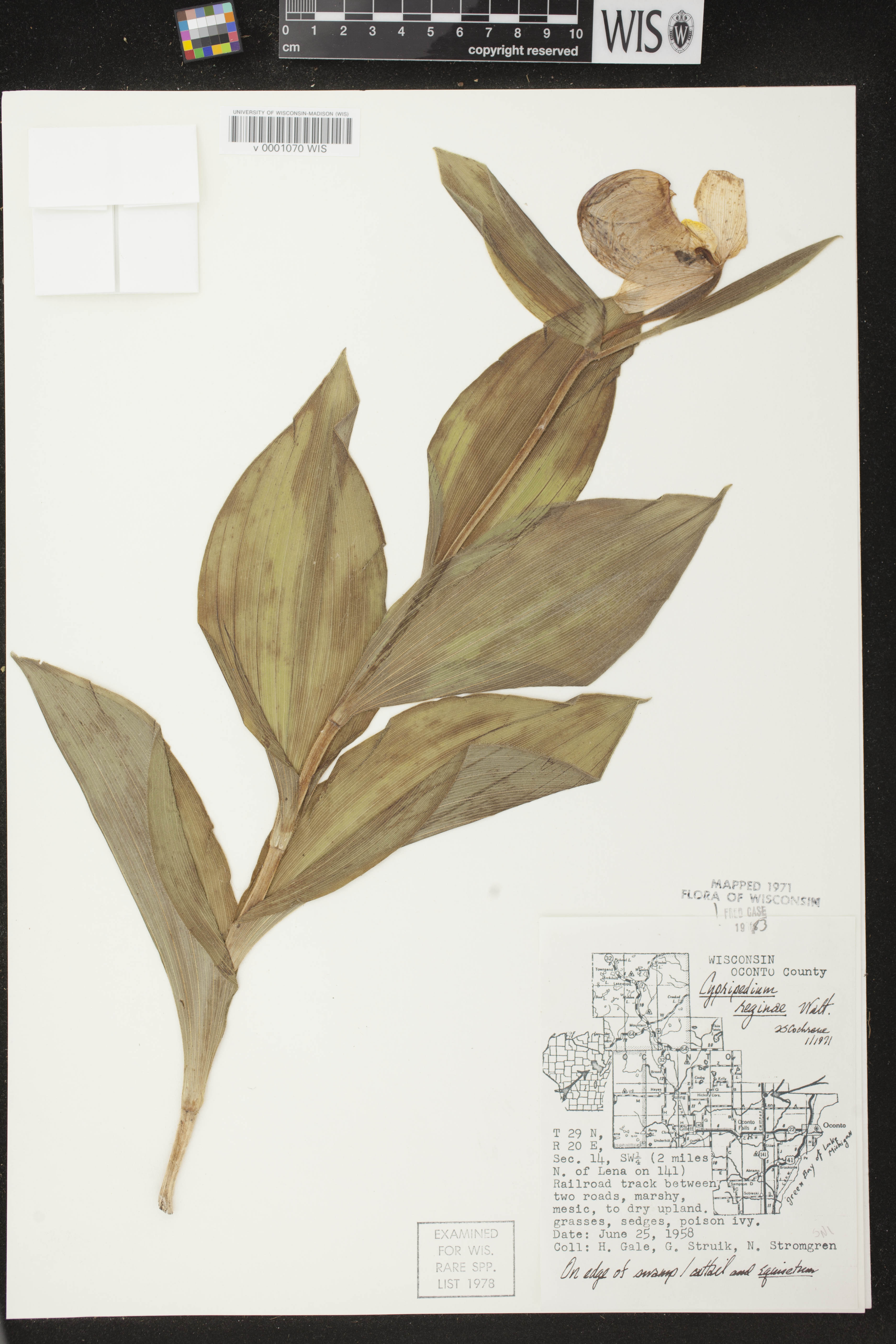 Cypripedium reginae image