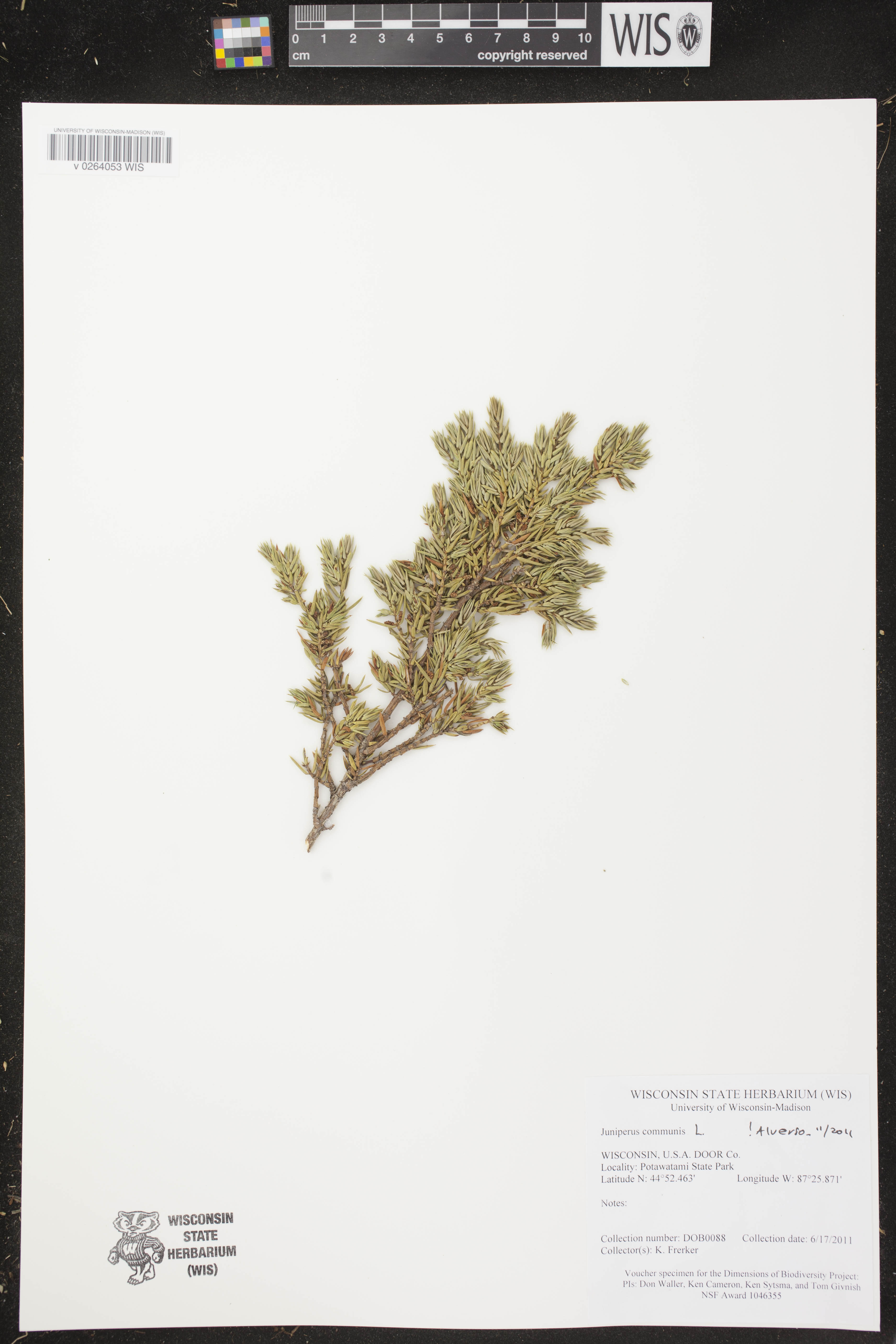 Image of Juniperus communis