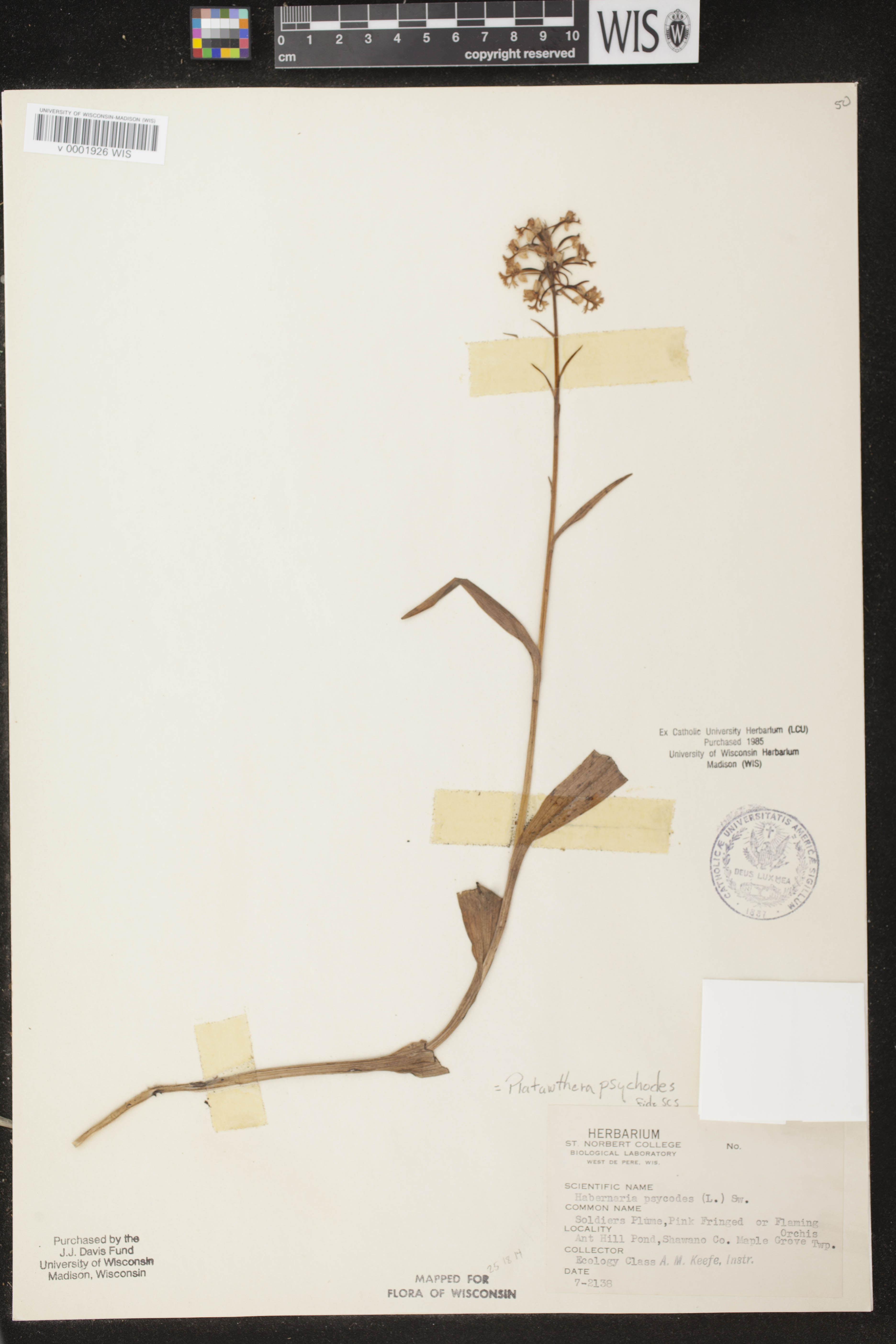 Platanthera psycodes image