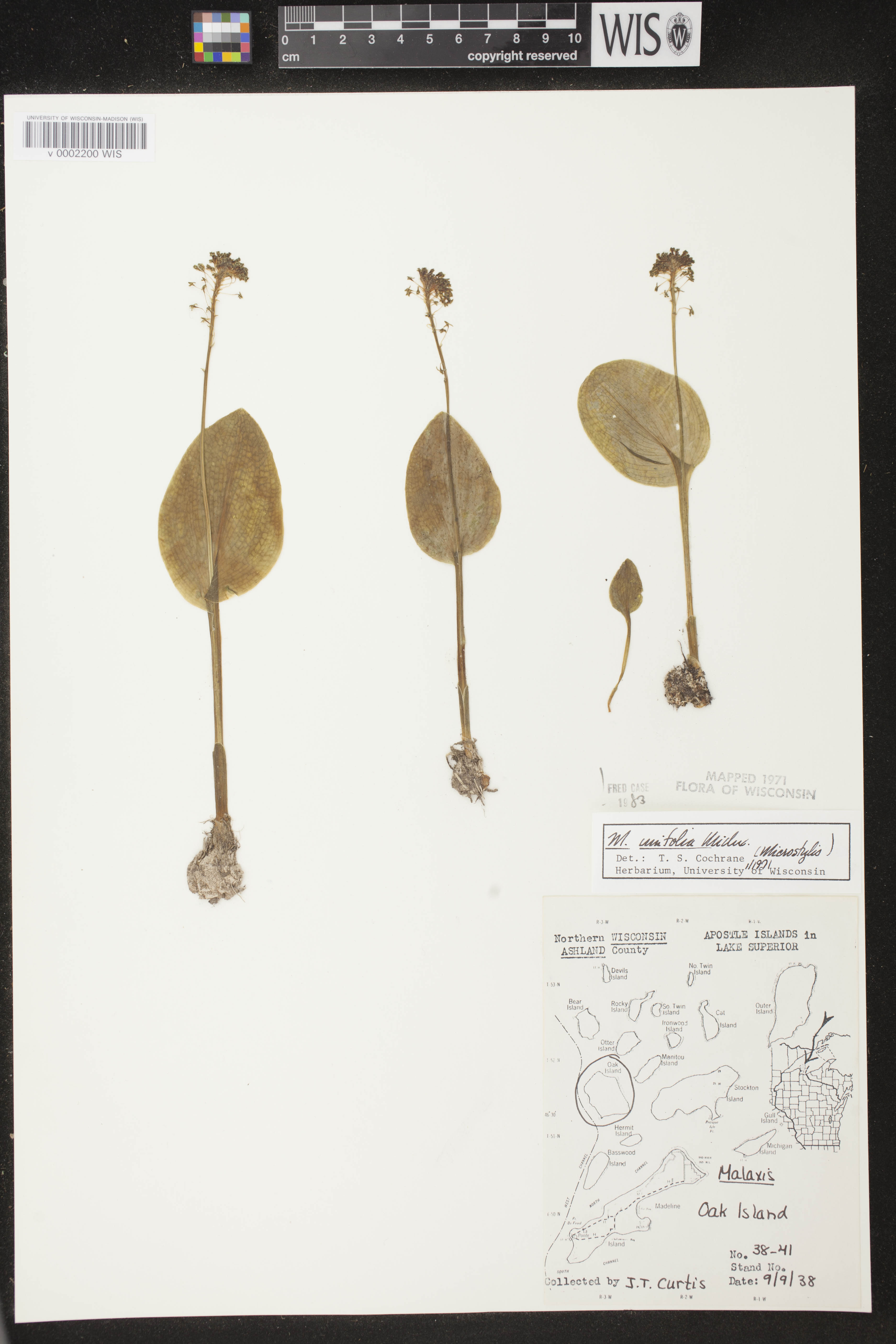 Malaxis unifolia image