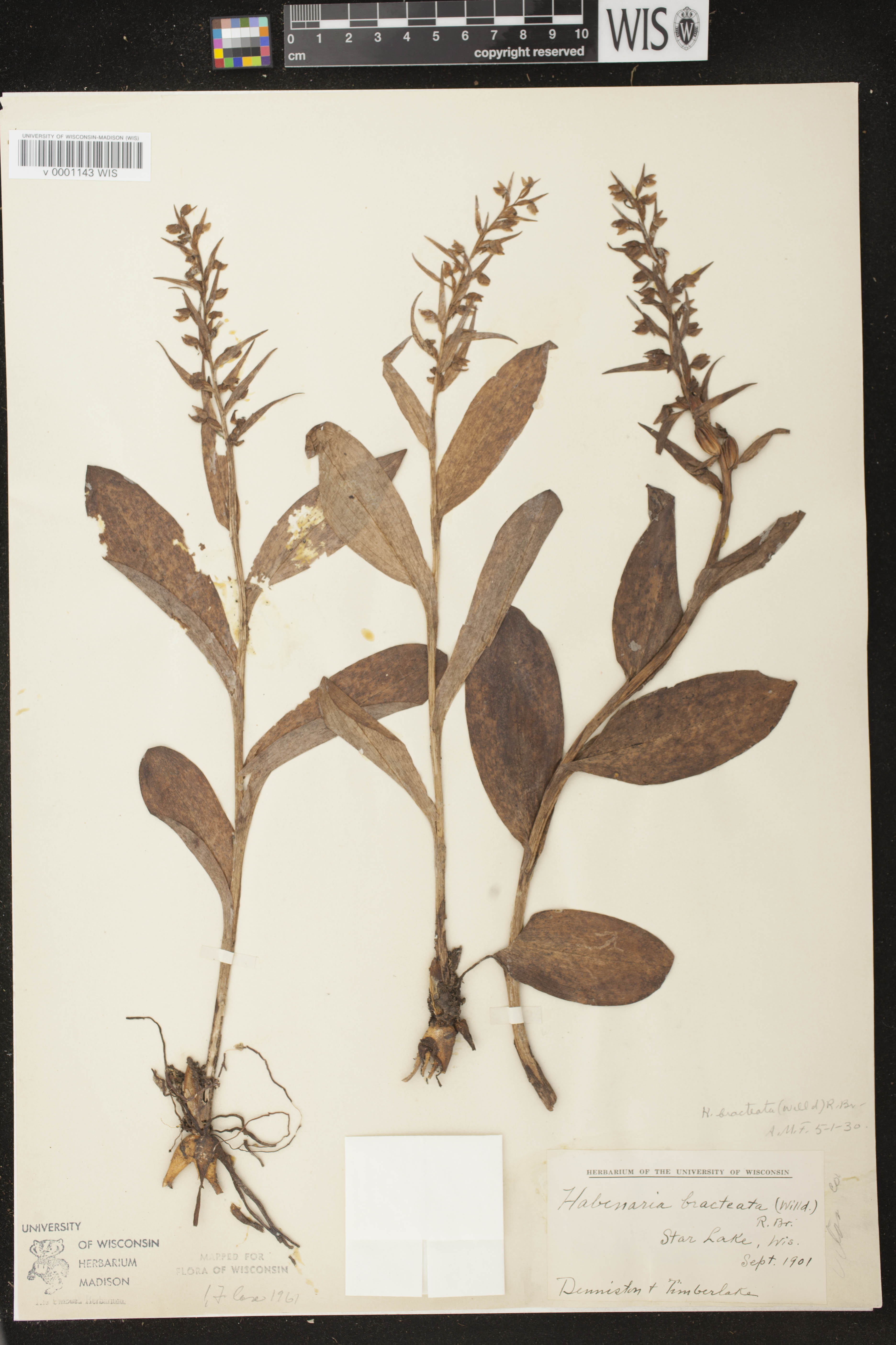 Coeloglossum viride var. virescens image