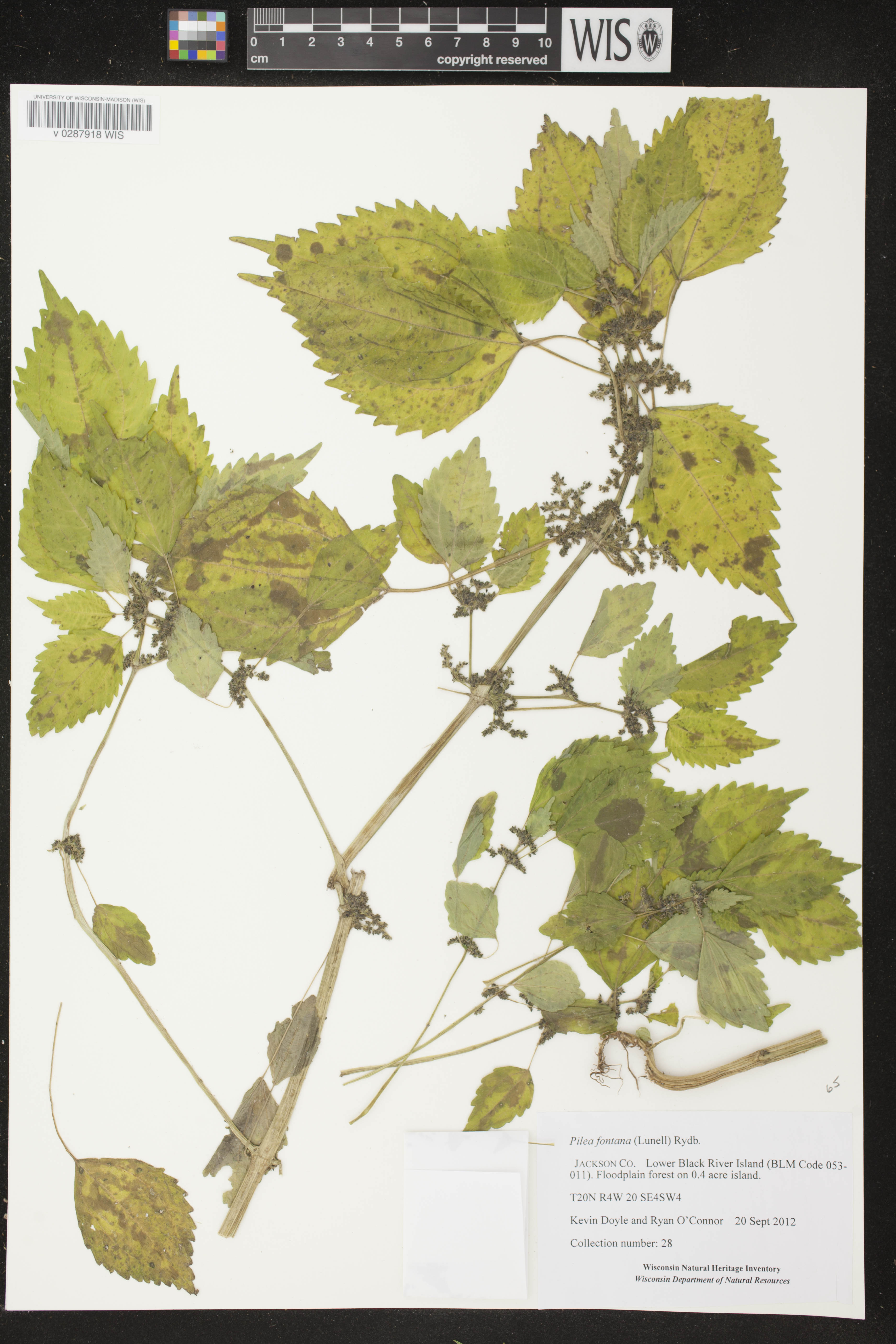 Pilea fontana image