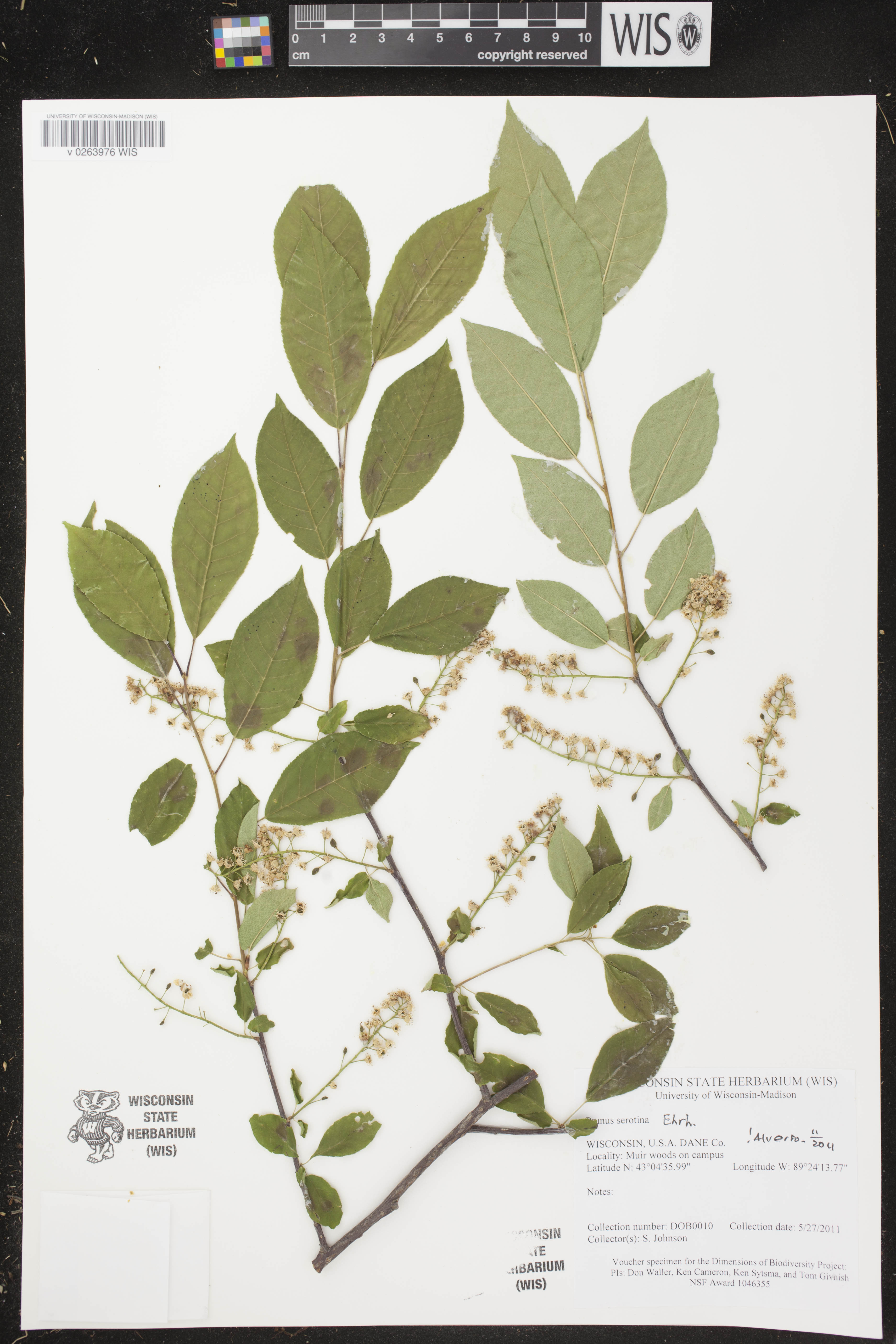 Prunus serotina image