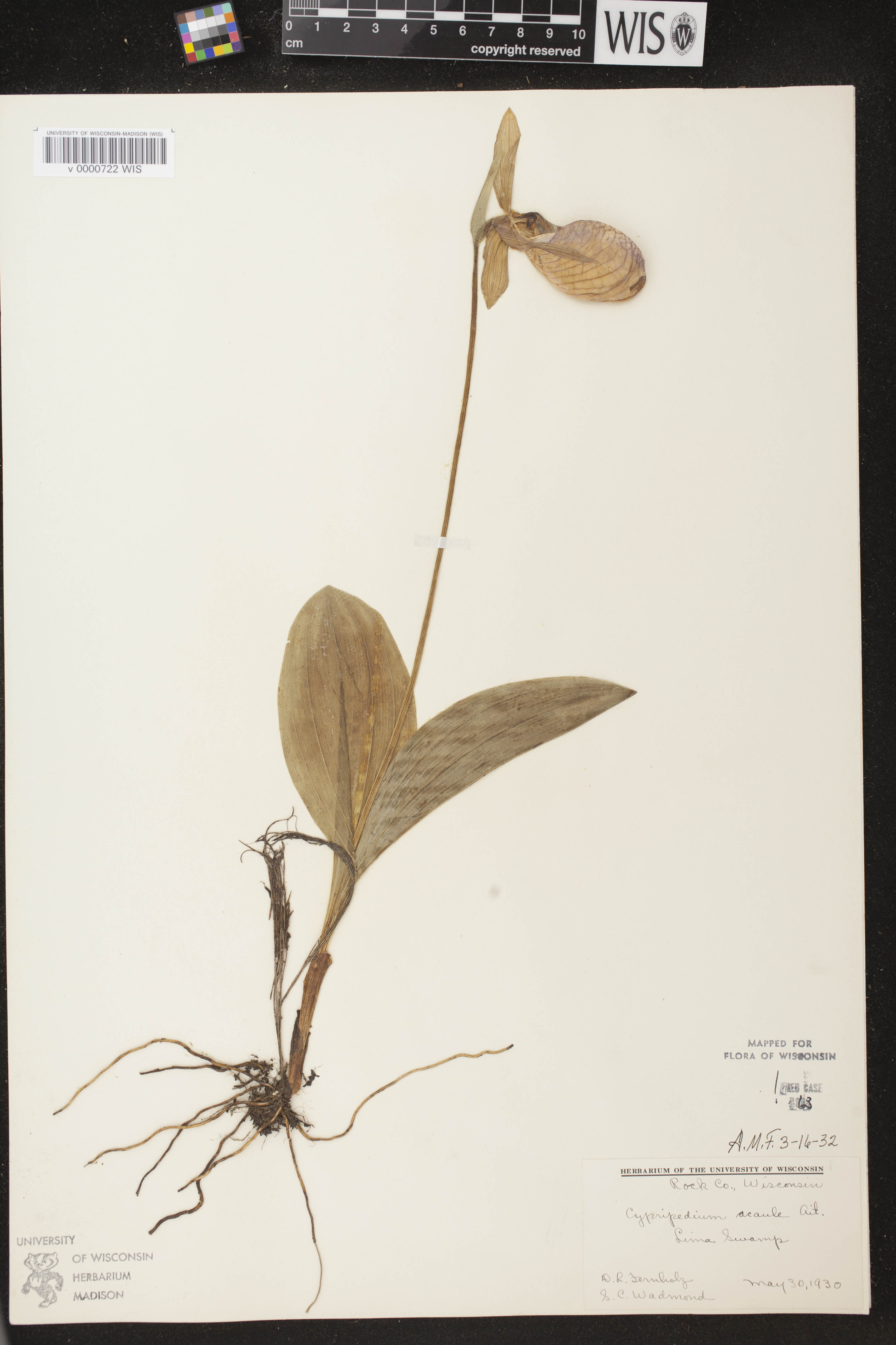 Cypripedium acaule image