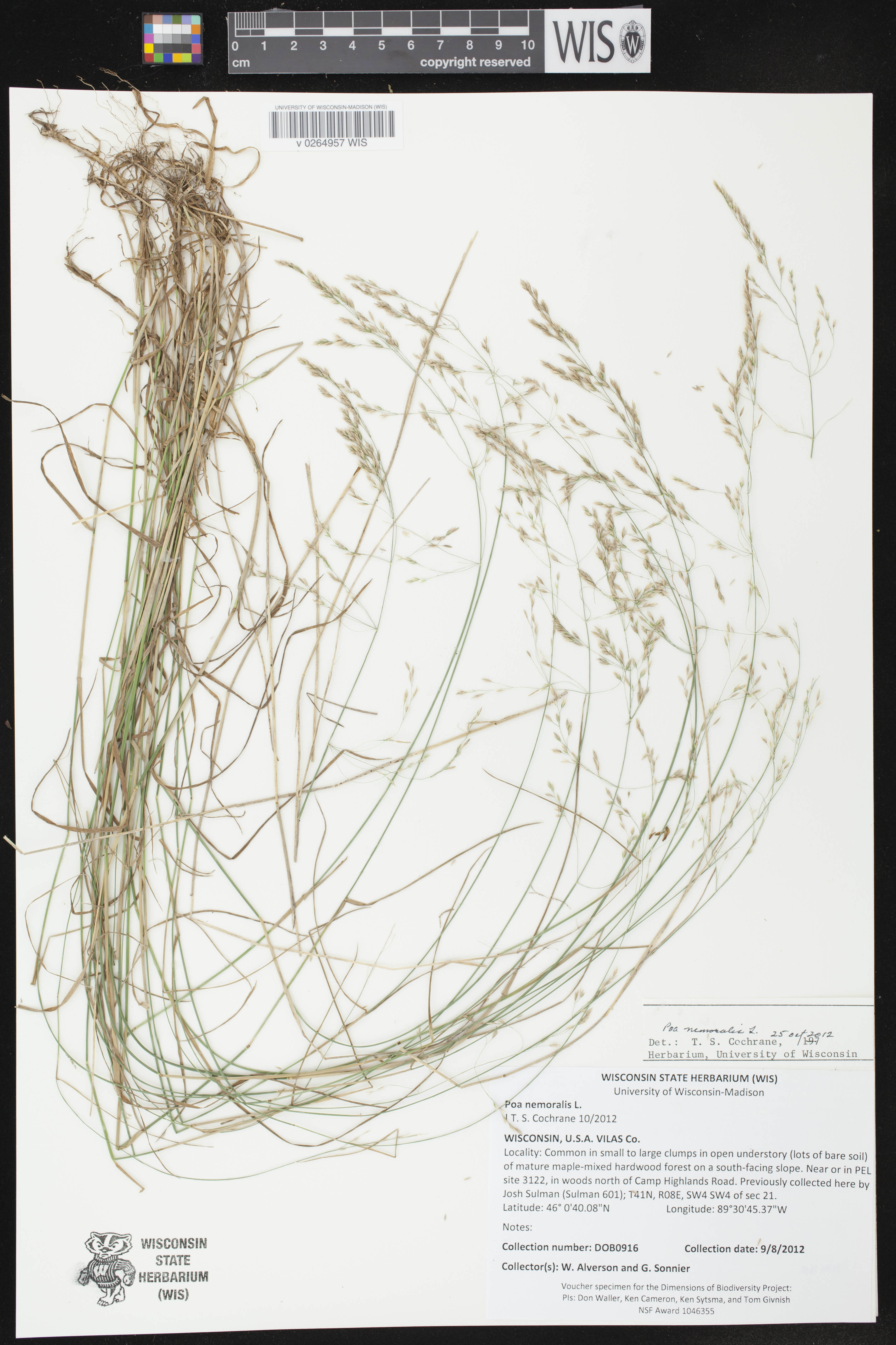 Poa nemoralis image