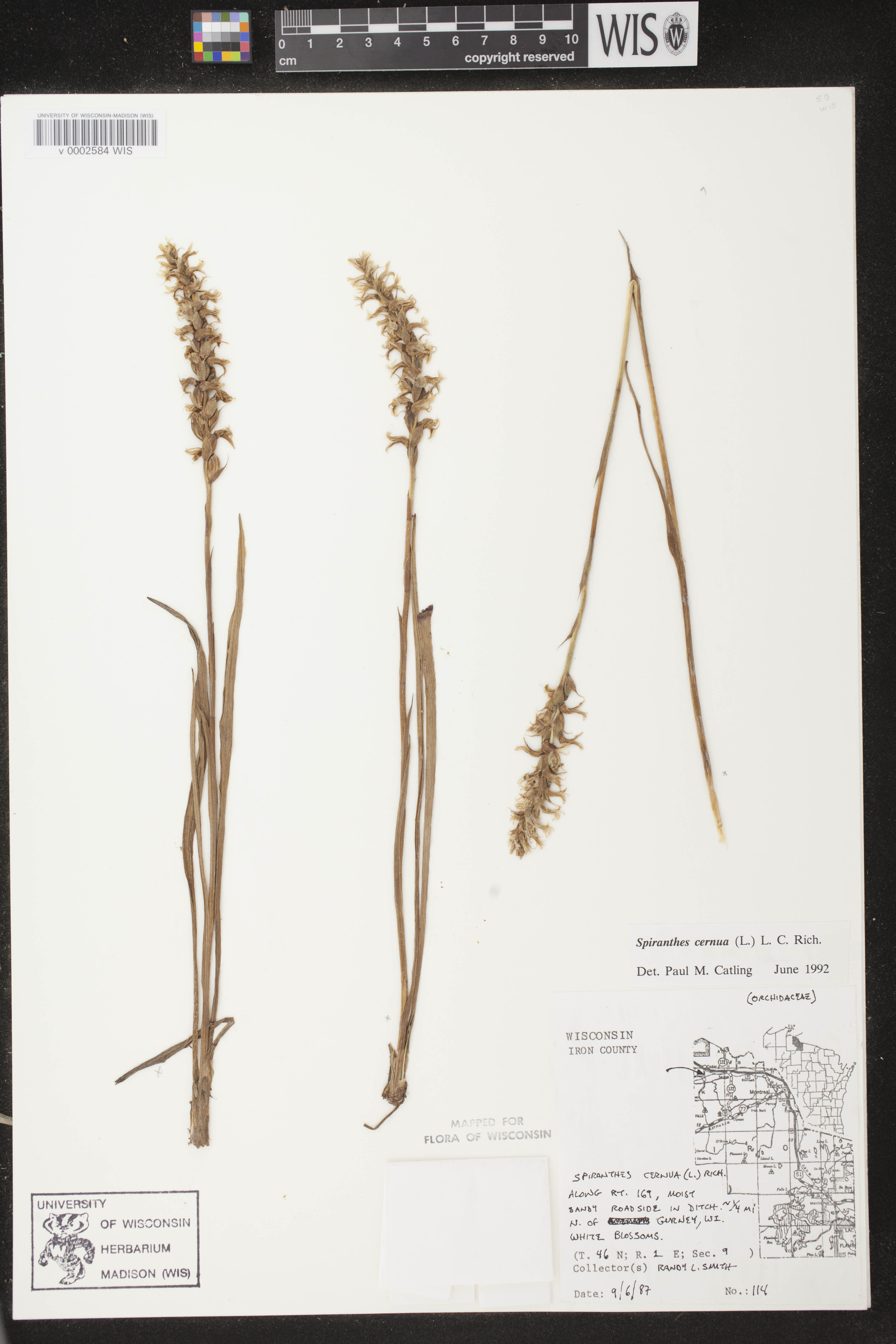 Spiranthes cernua image