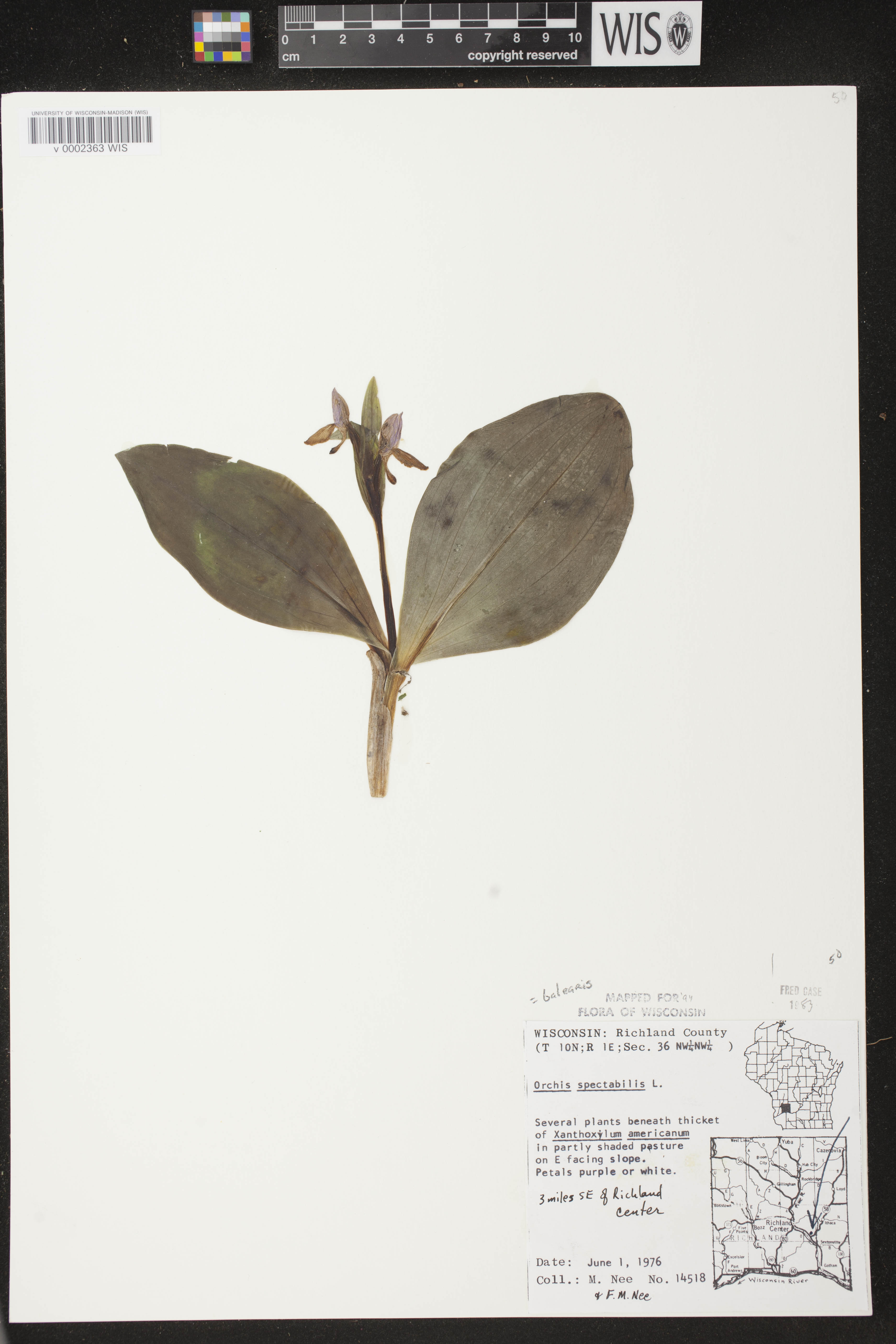Galearis spectabilis image