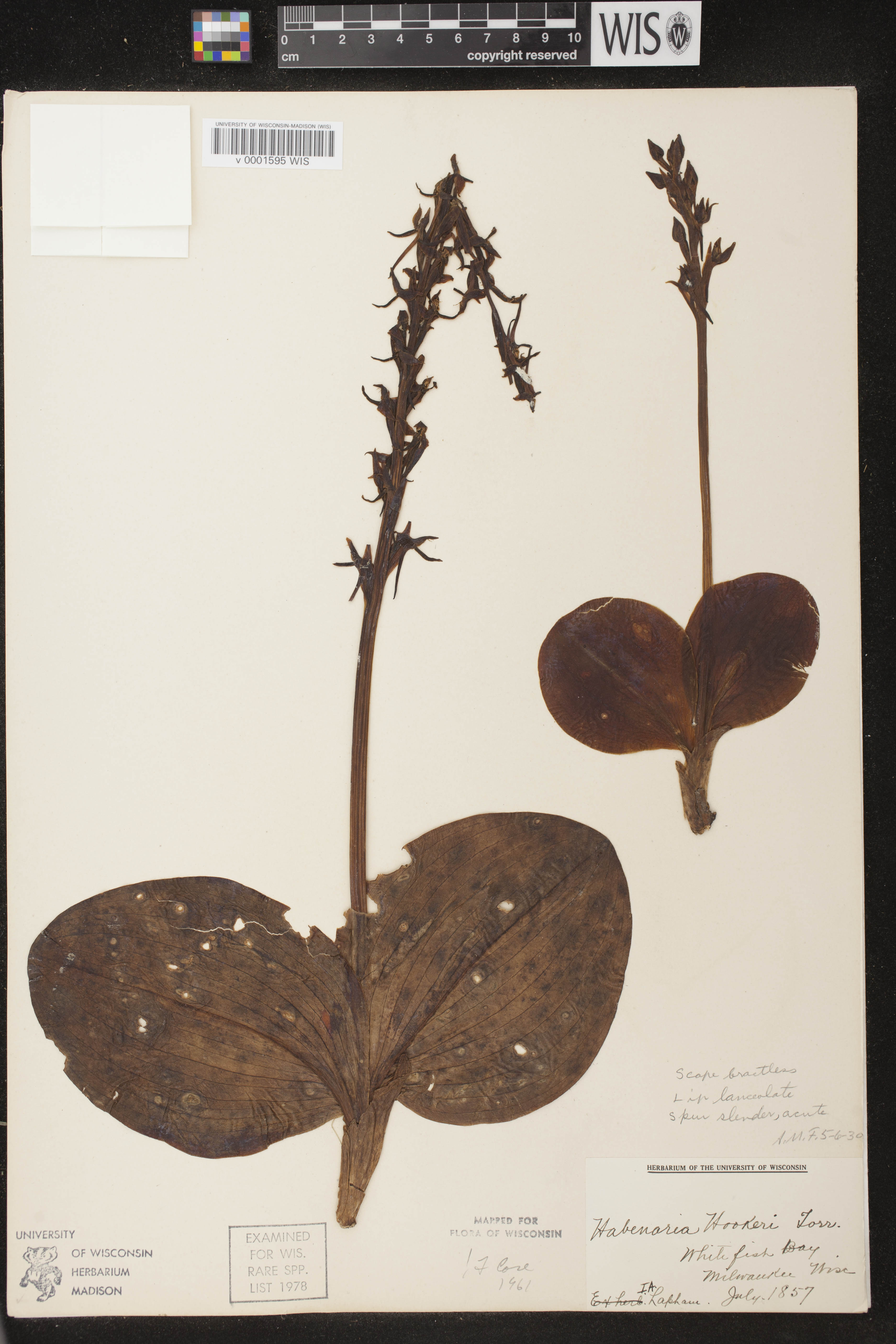 Platanthera hookeri image
