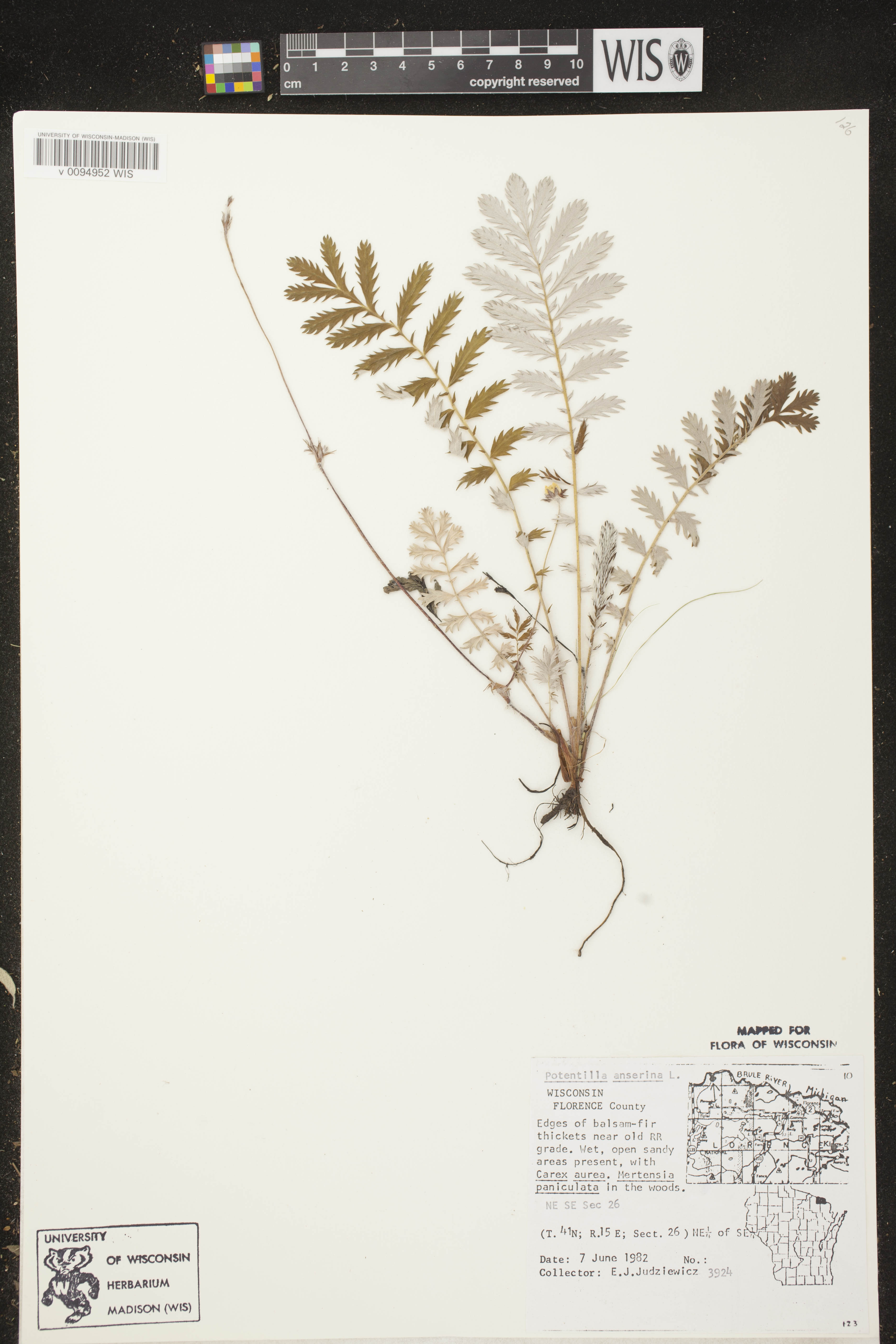 Potentilla anserina subsp. anserina image