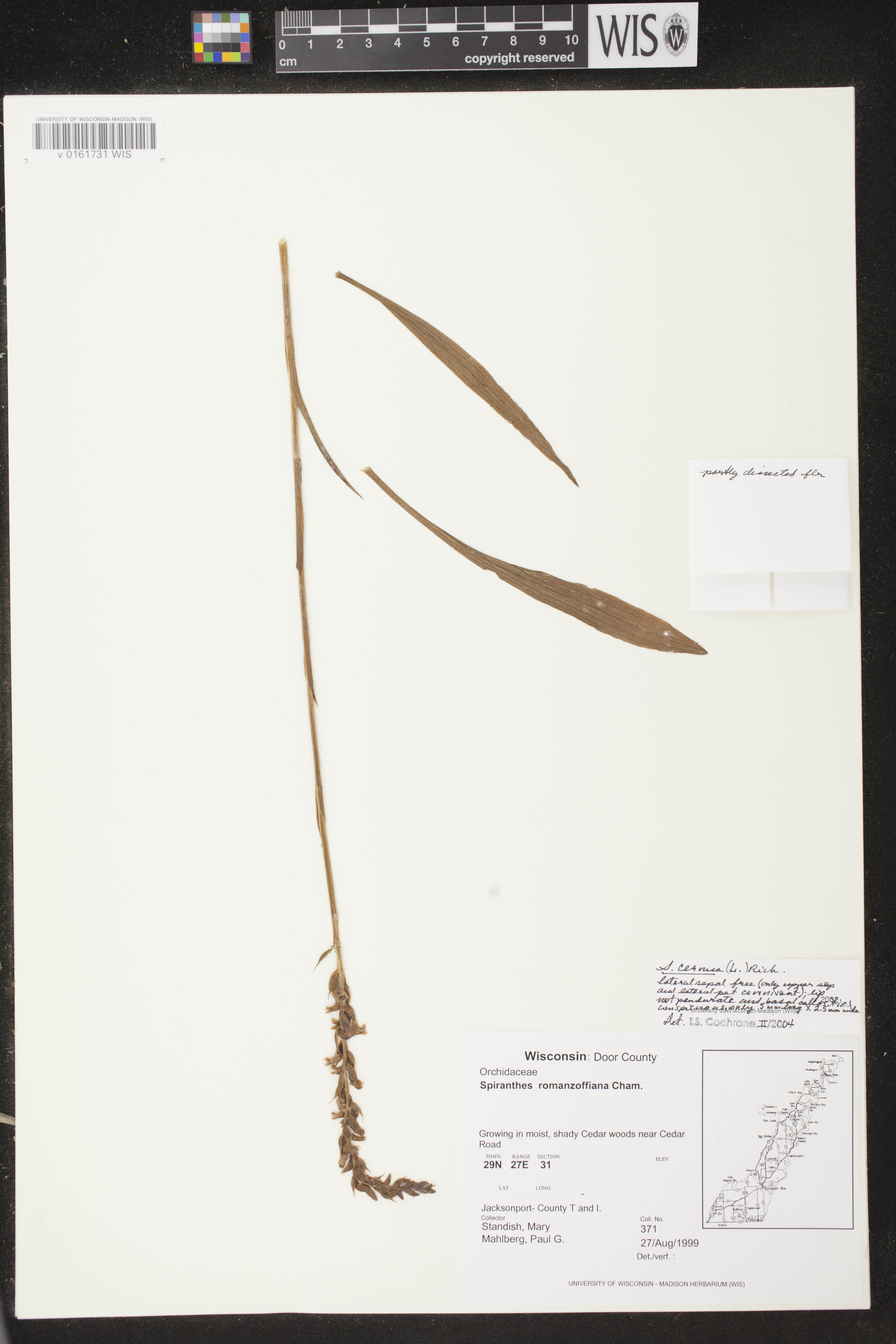 Spiranthes cernua image