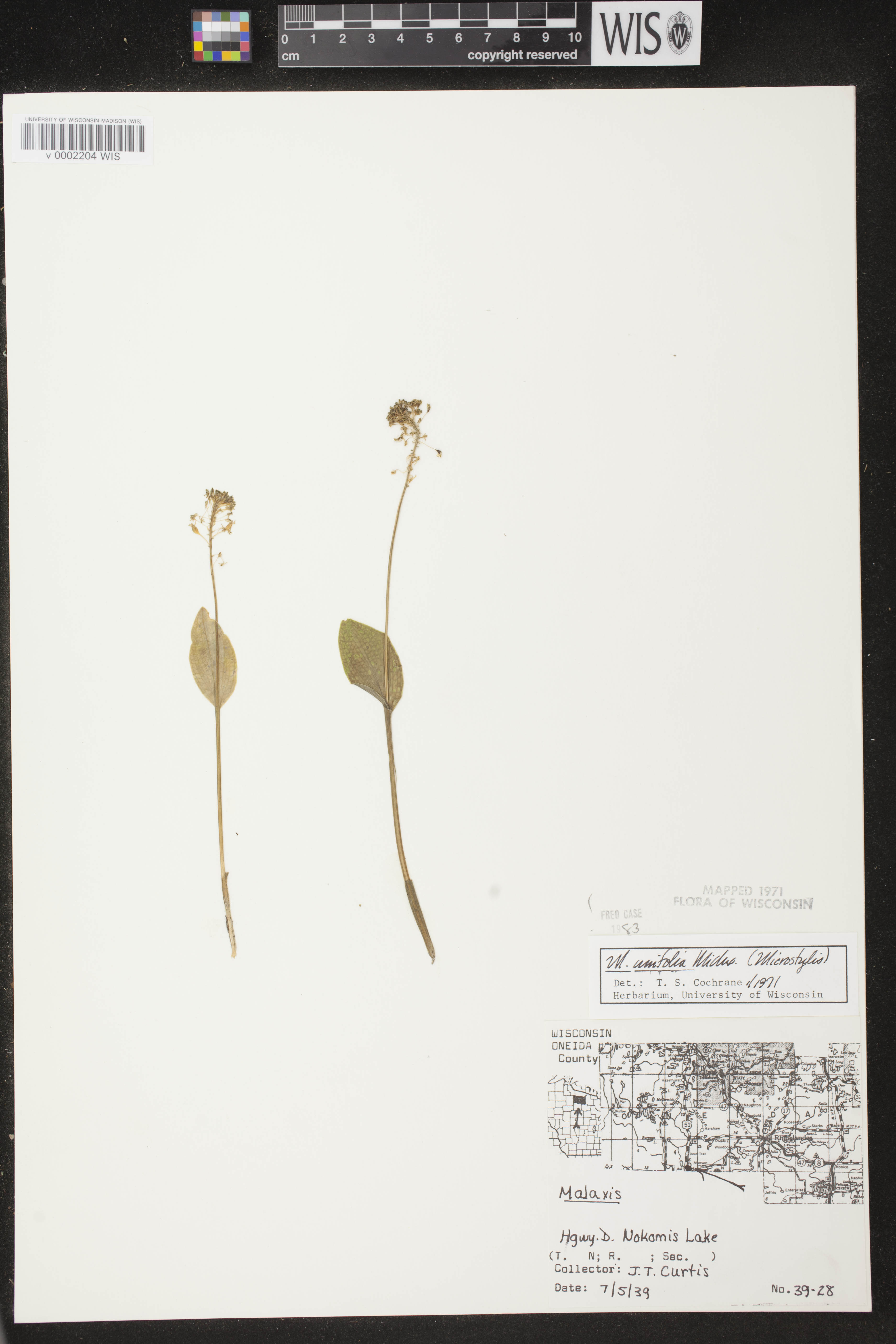 Malaxis unifolia image