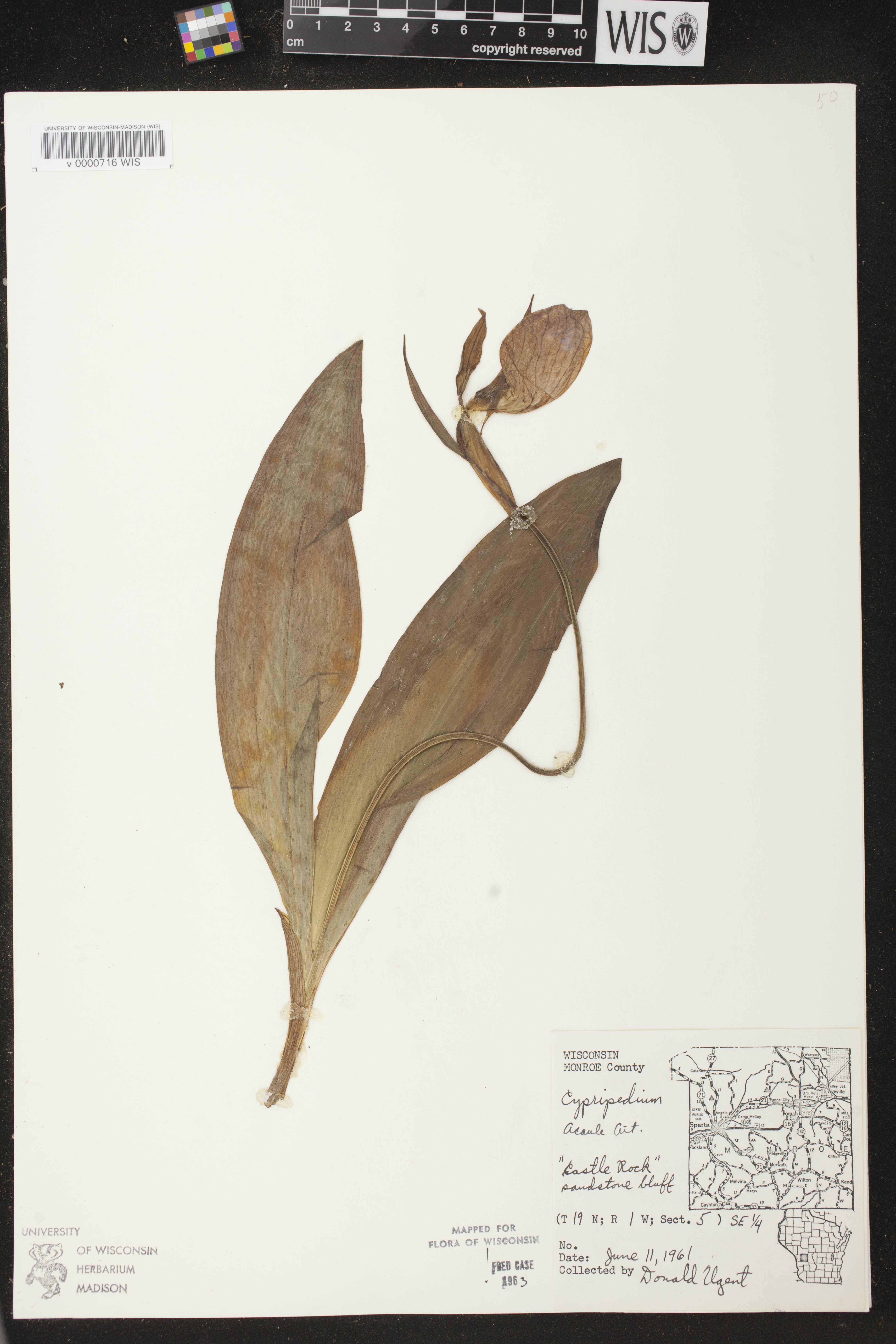 Cypripedium acaule image