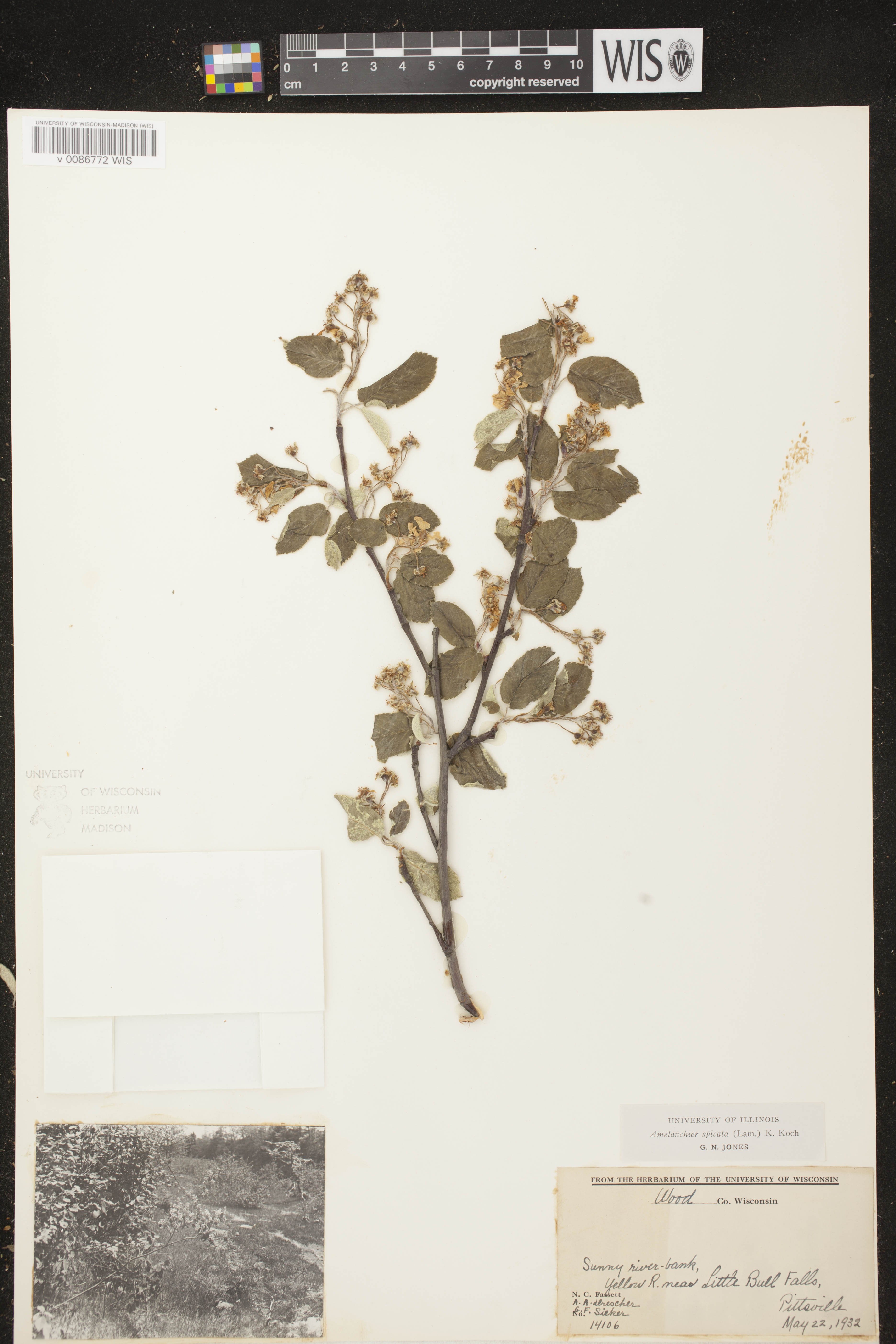 Amelanchier spicata image