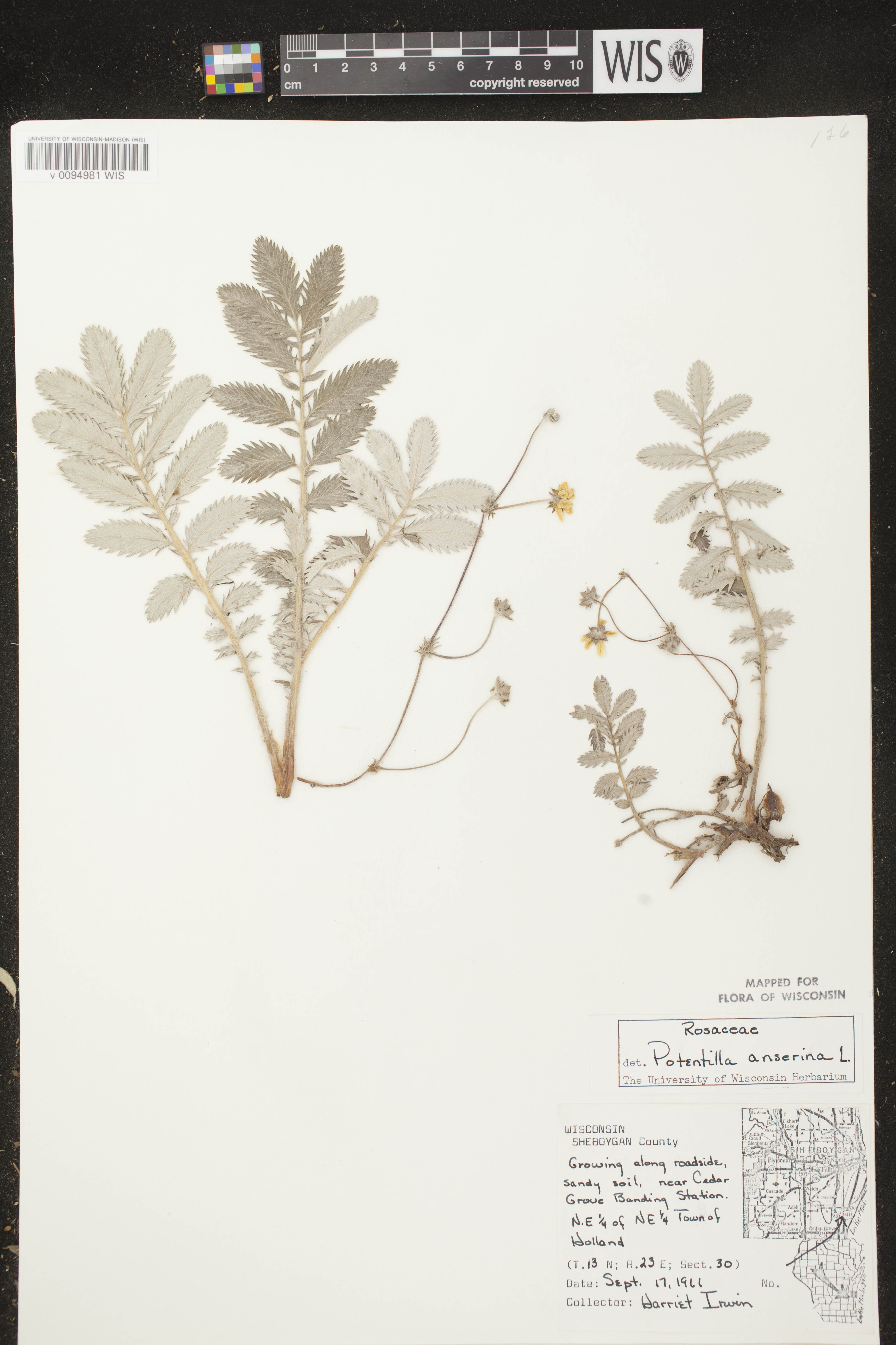 Potentilla anserina subsp. anserina image