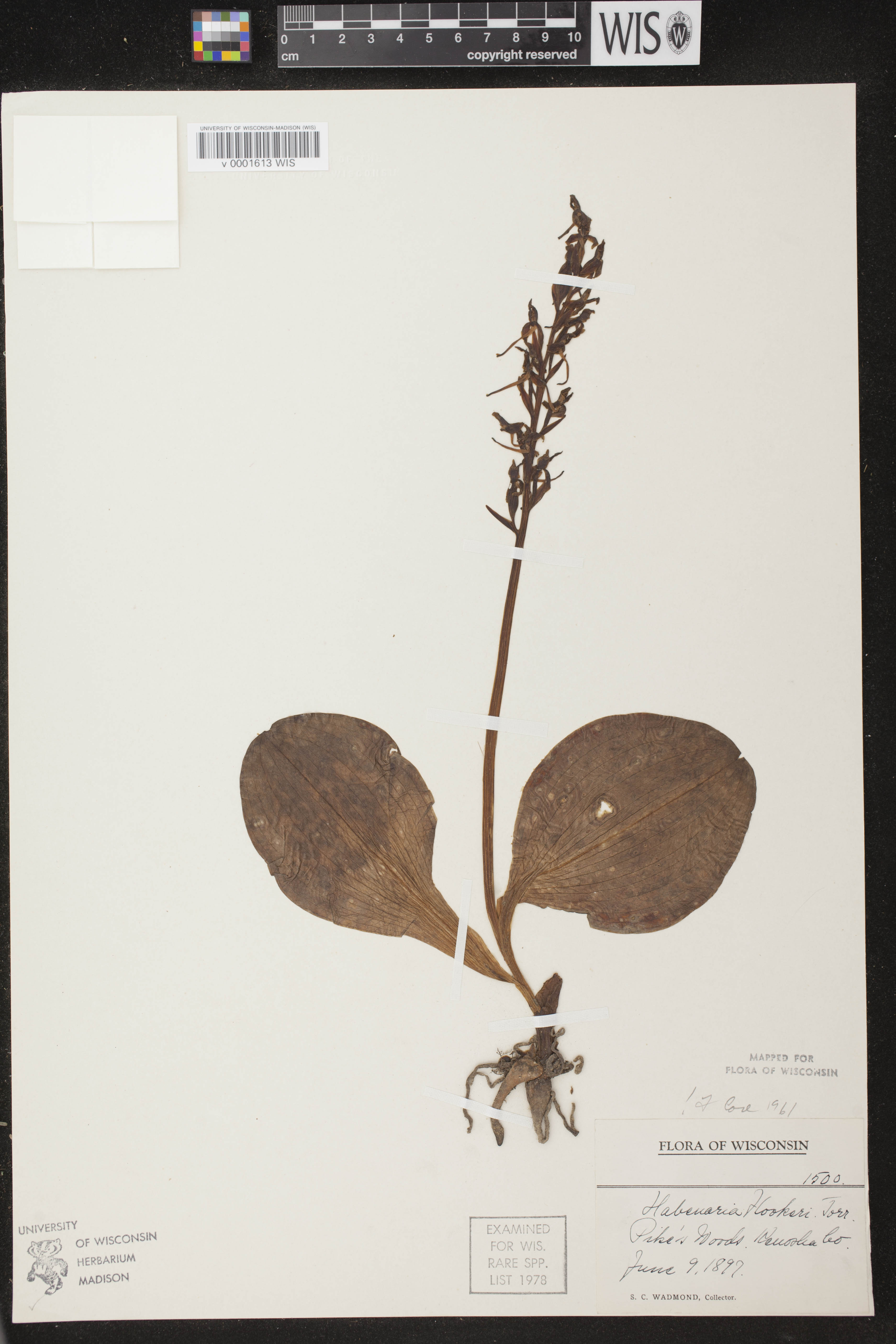 Platanthera hookeri image