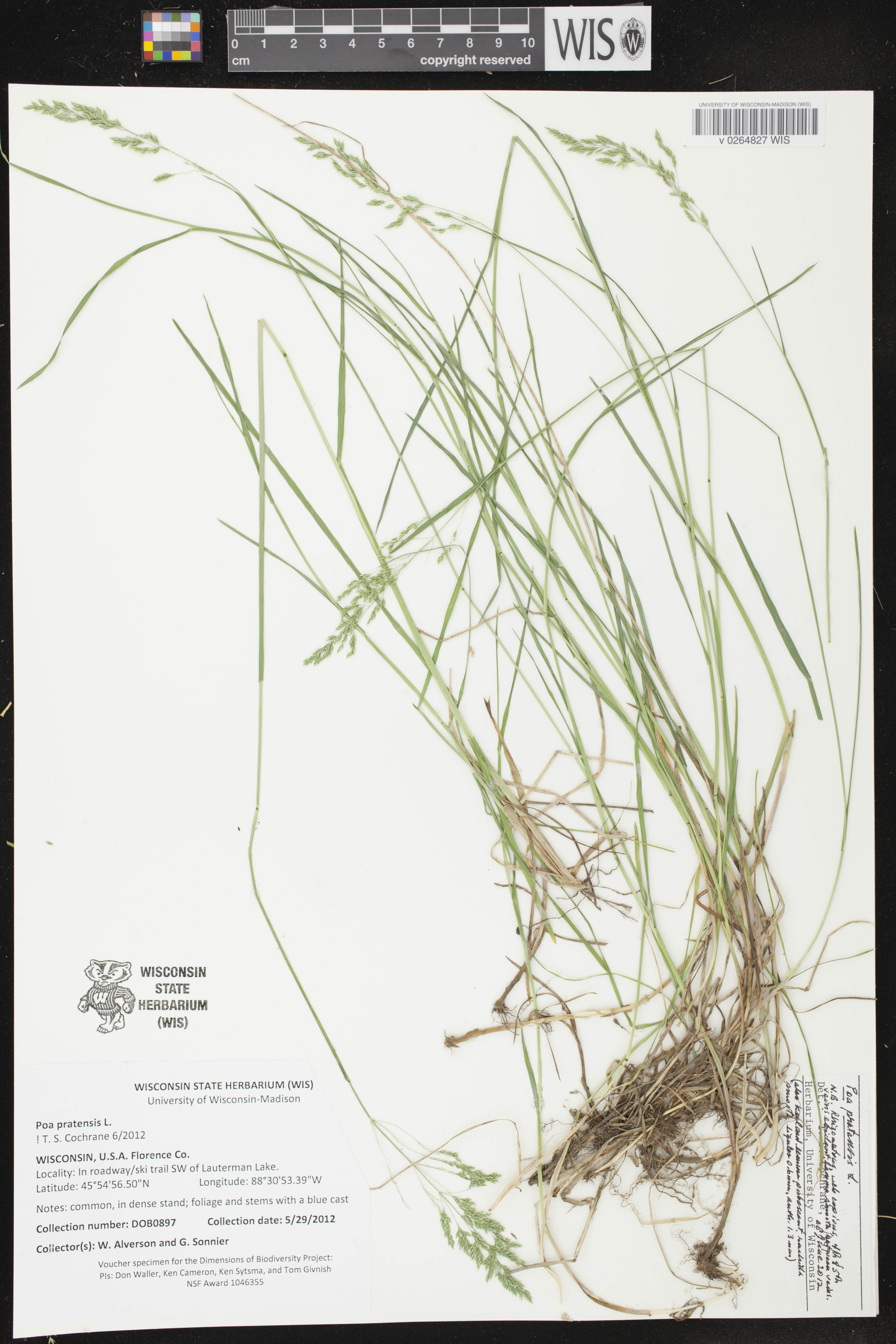 Poa pratensis image