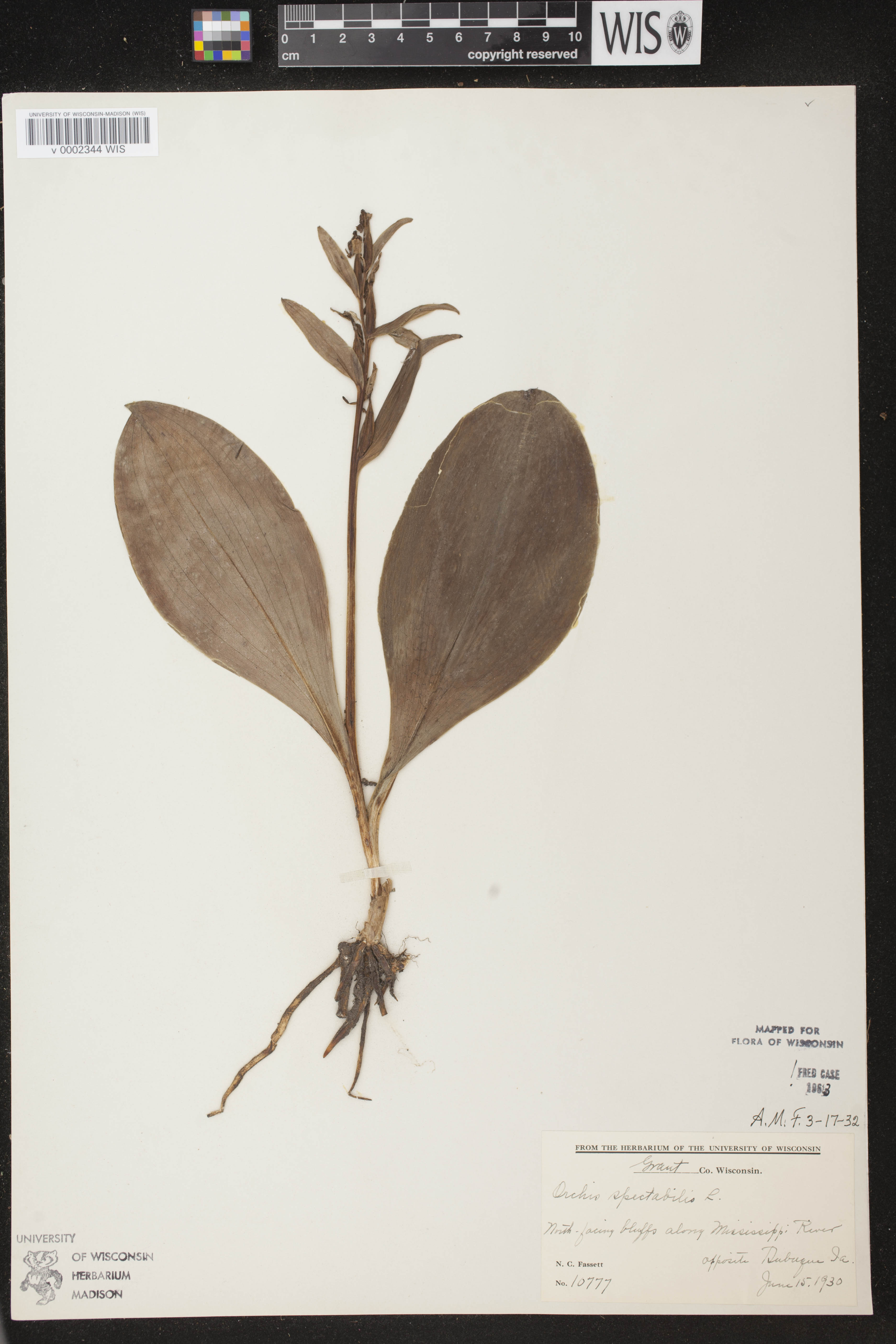 Galearis spectabilis image