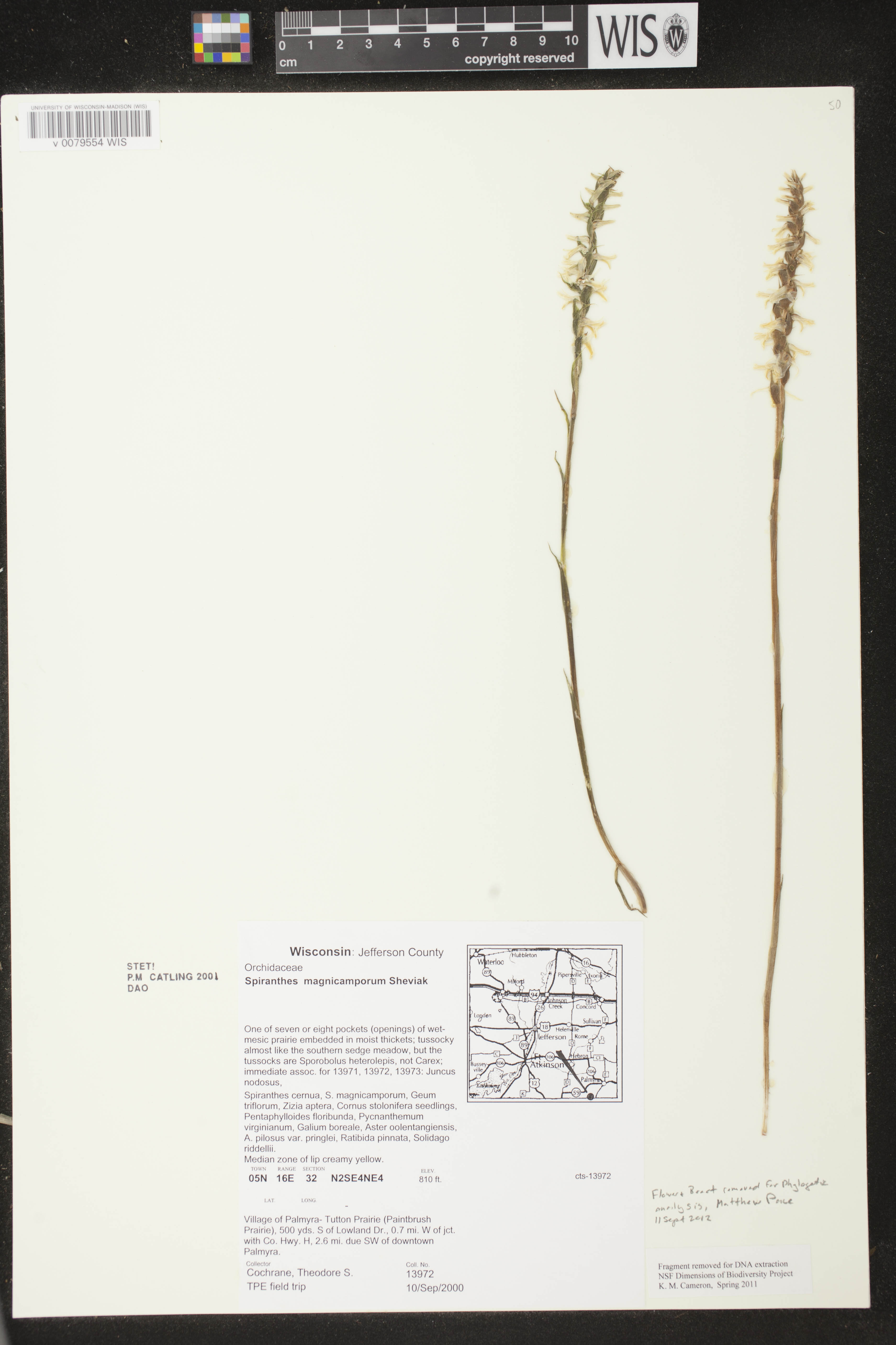 Spiranthes magnicamporum image