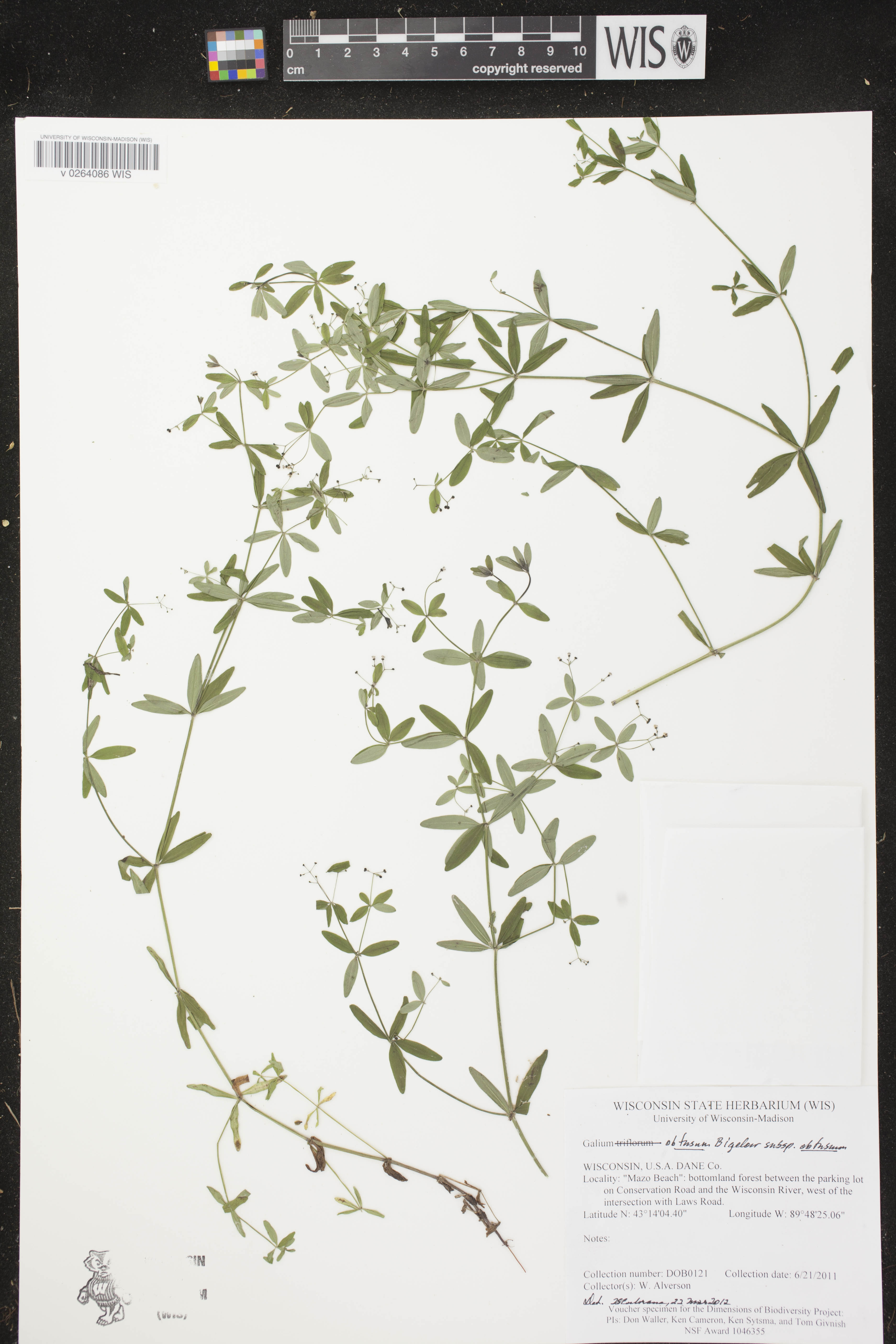 Galium obtusum subsp. obtusum image