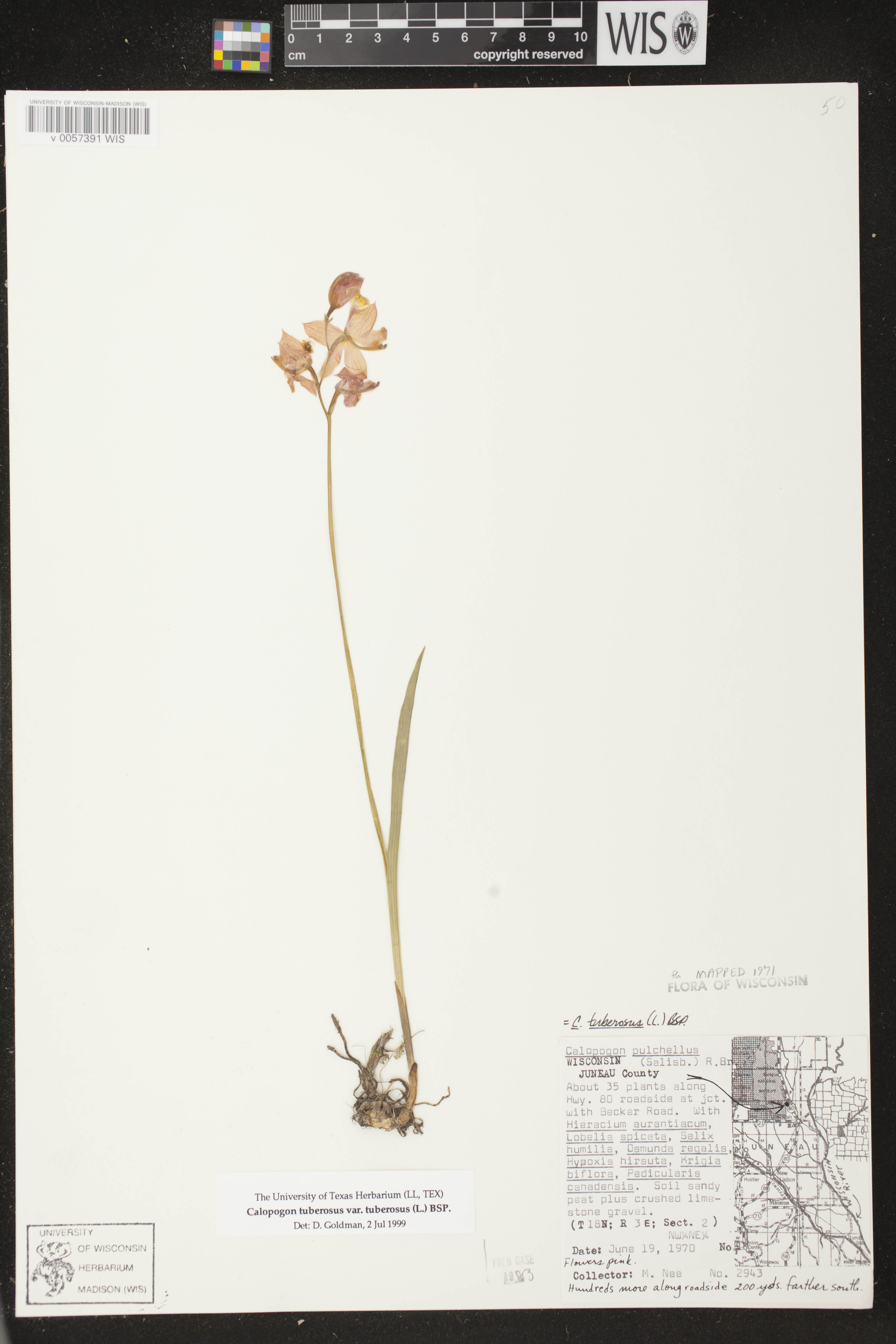 Calopogon tuberosus var. tuberosus image