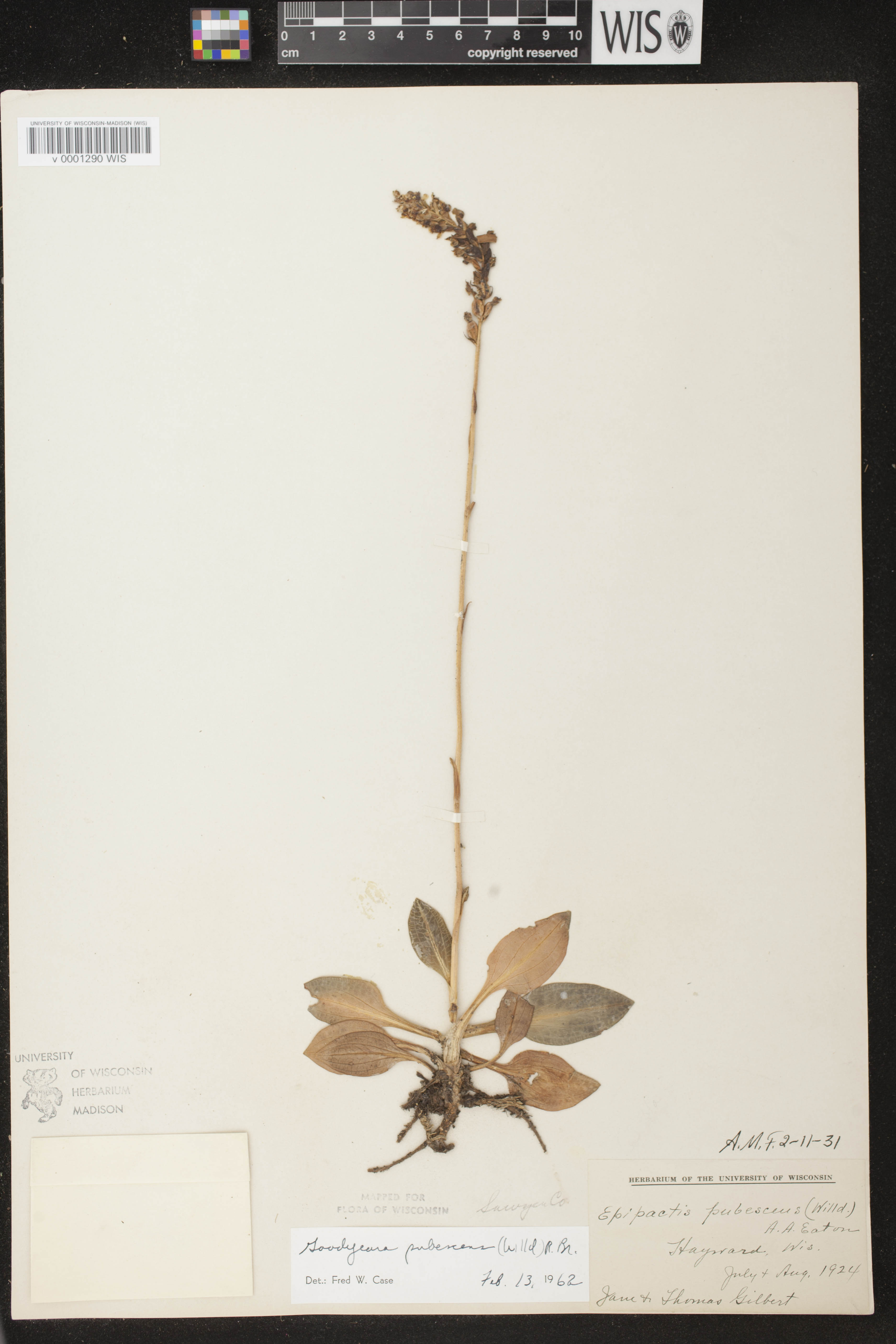 Goodyera pubescens image