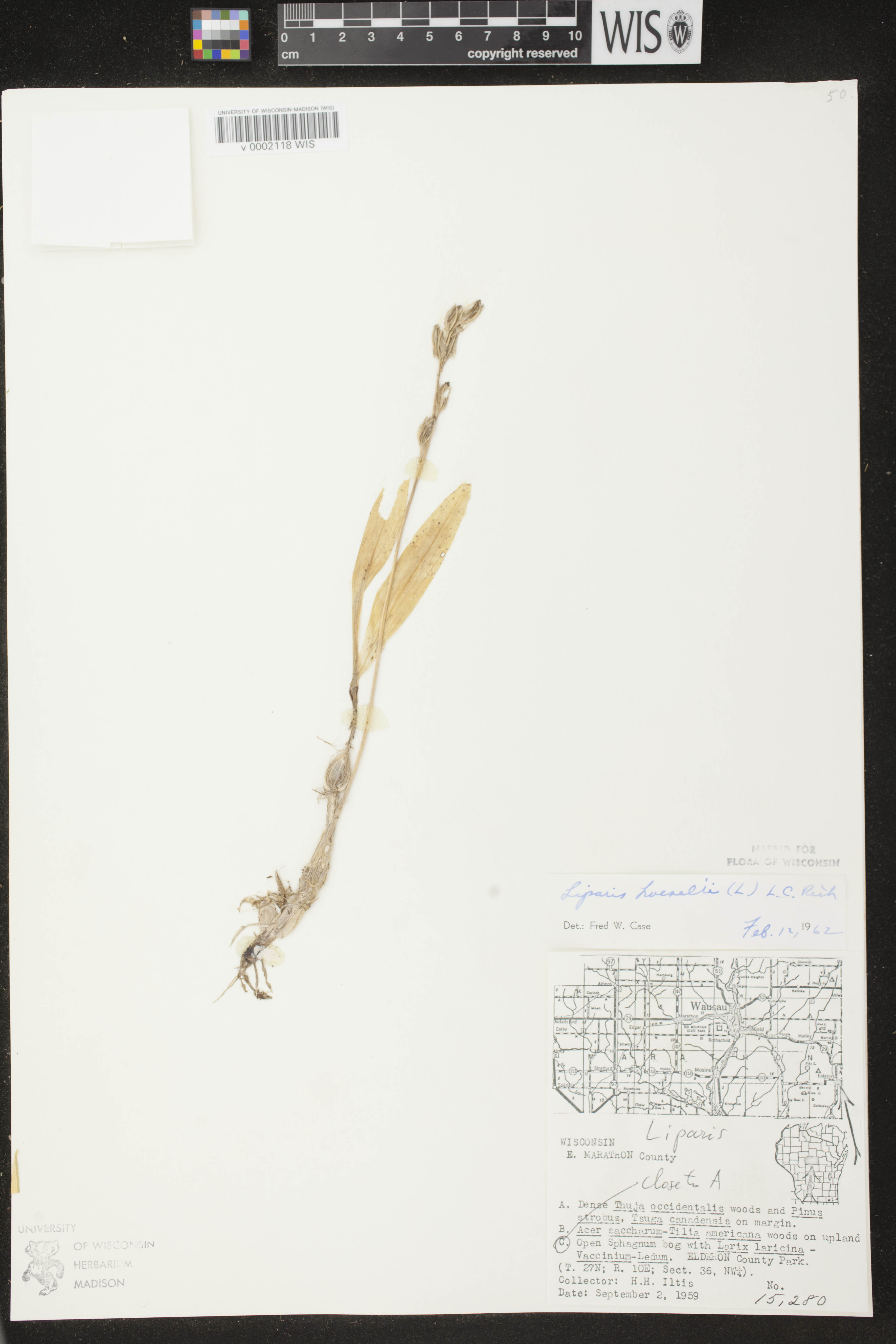 Liparis loeselii image