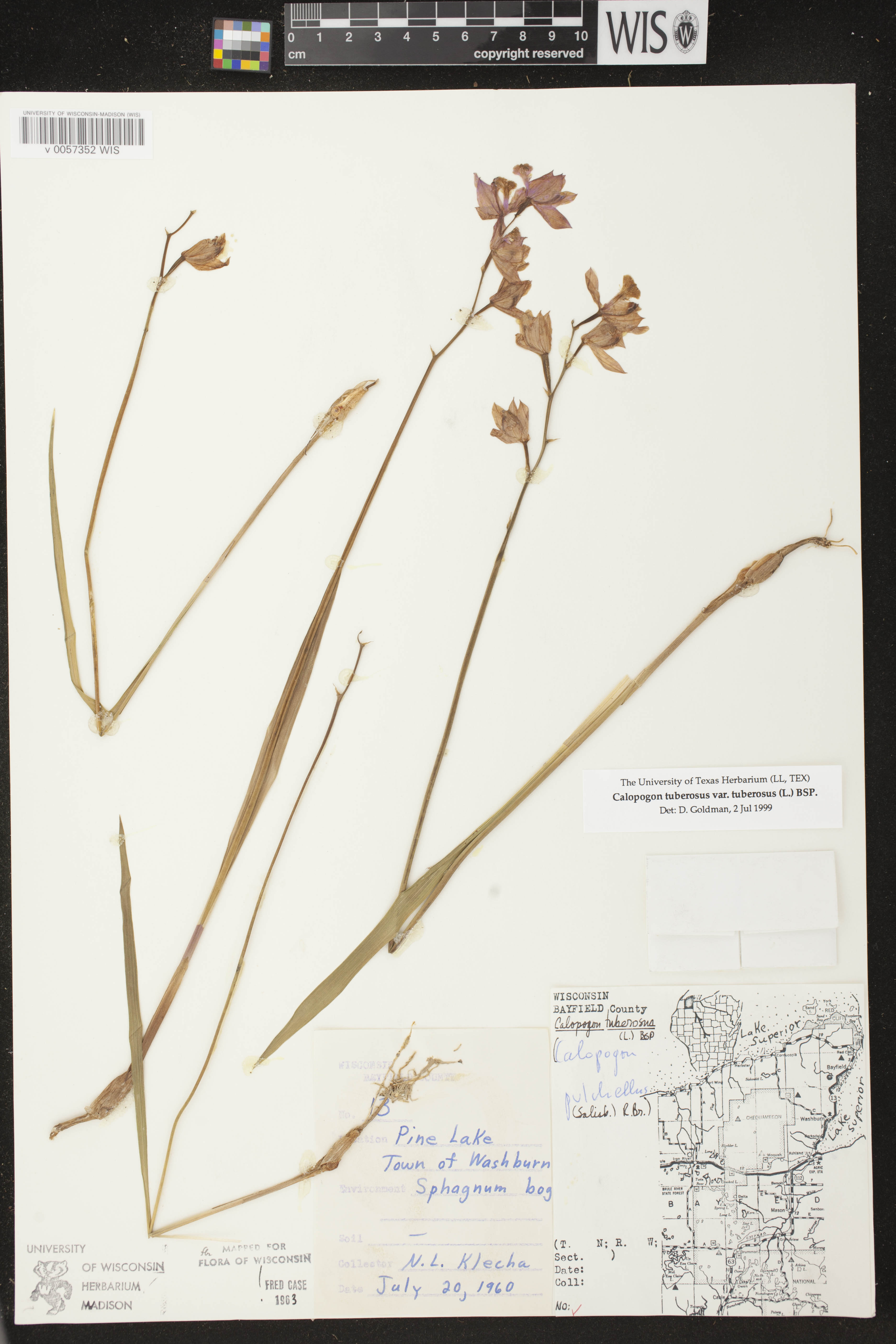 Calopogon tuberosus var. tuberosus image