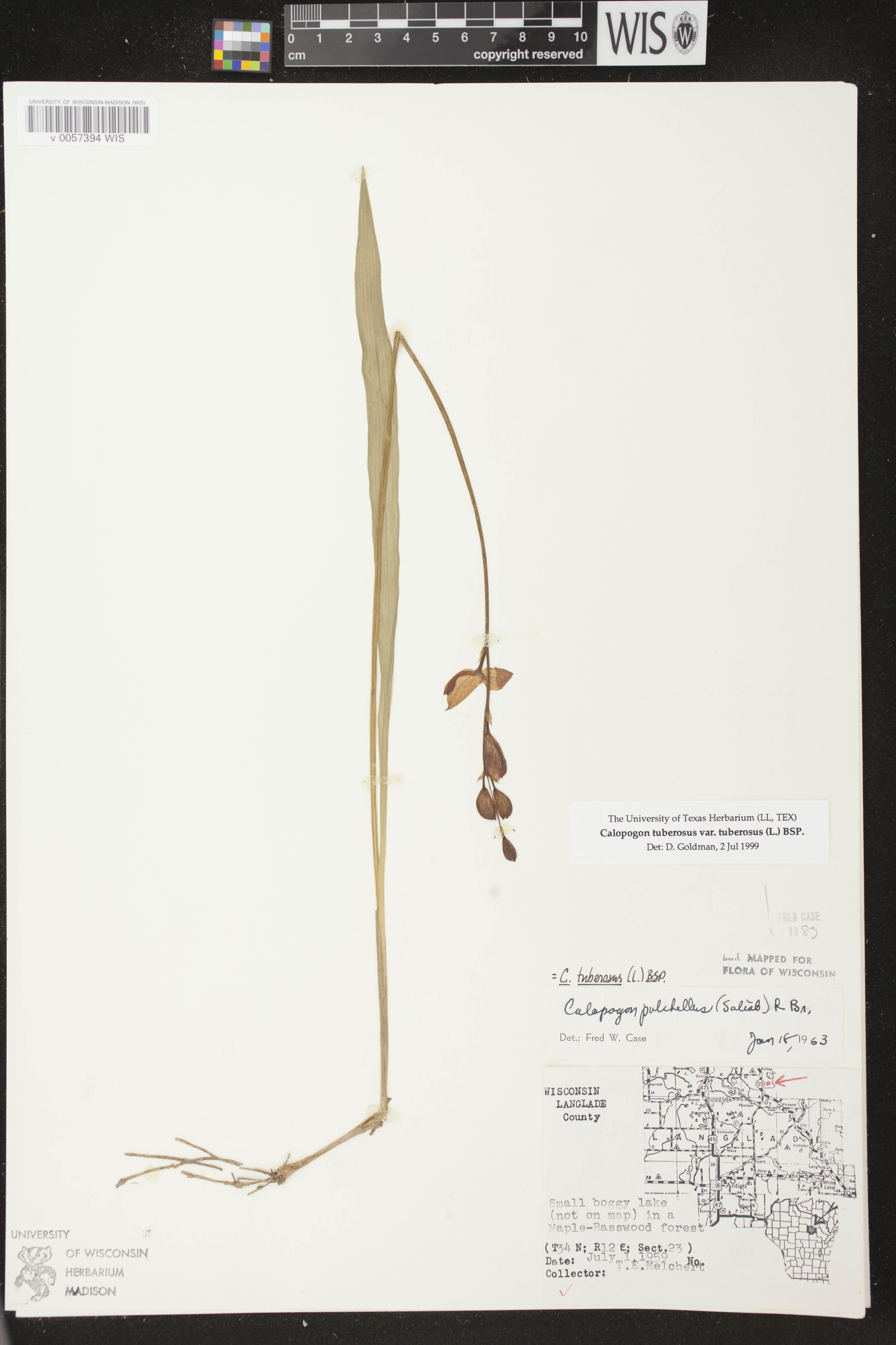 Calopogon tuberosus var. tuberosus image